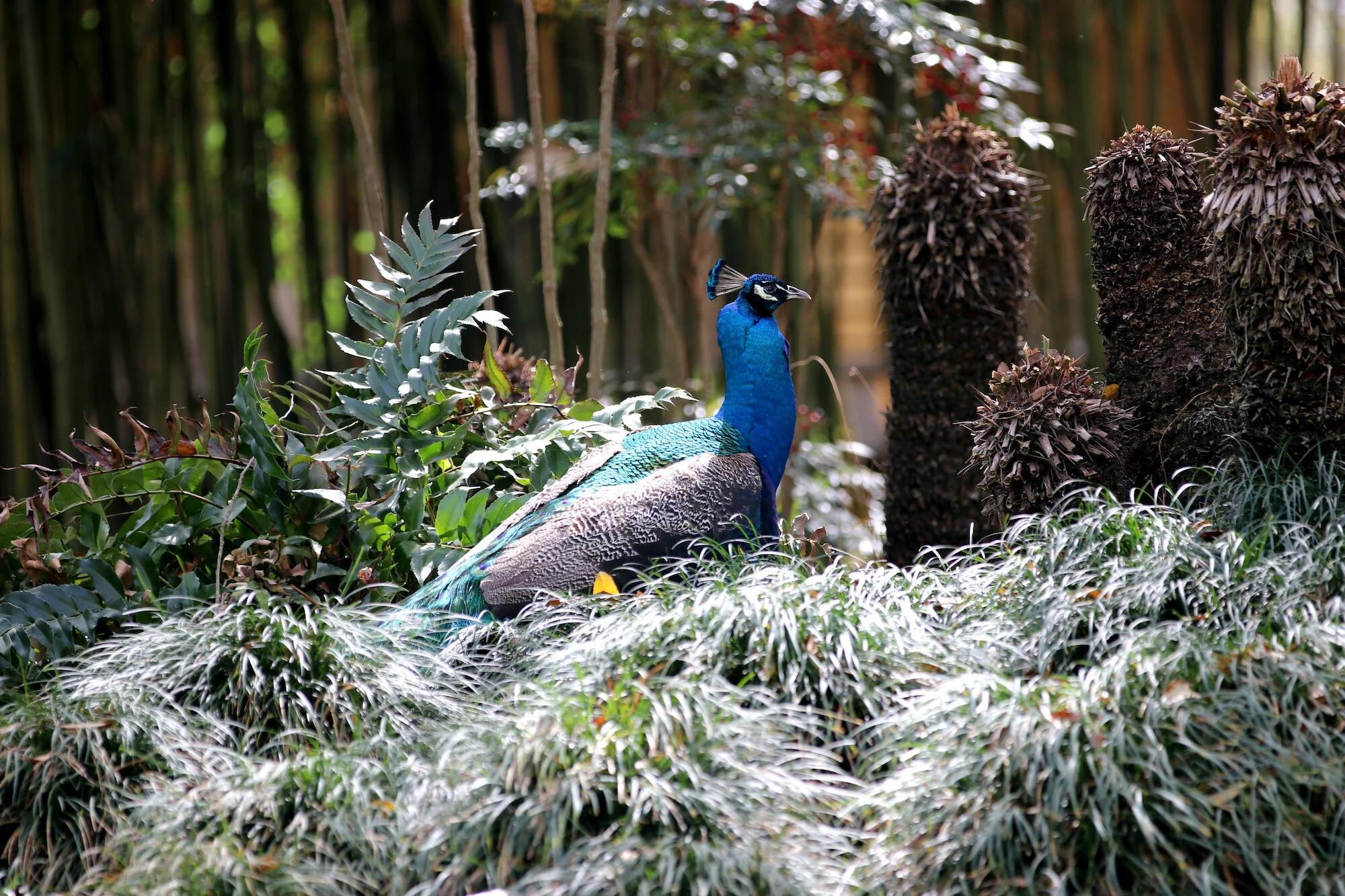 peacock.jpg