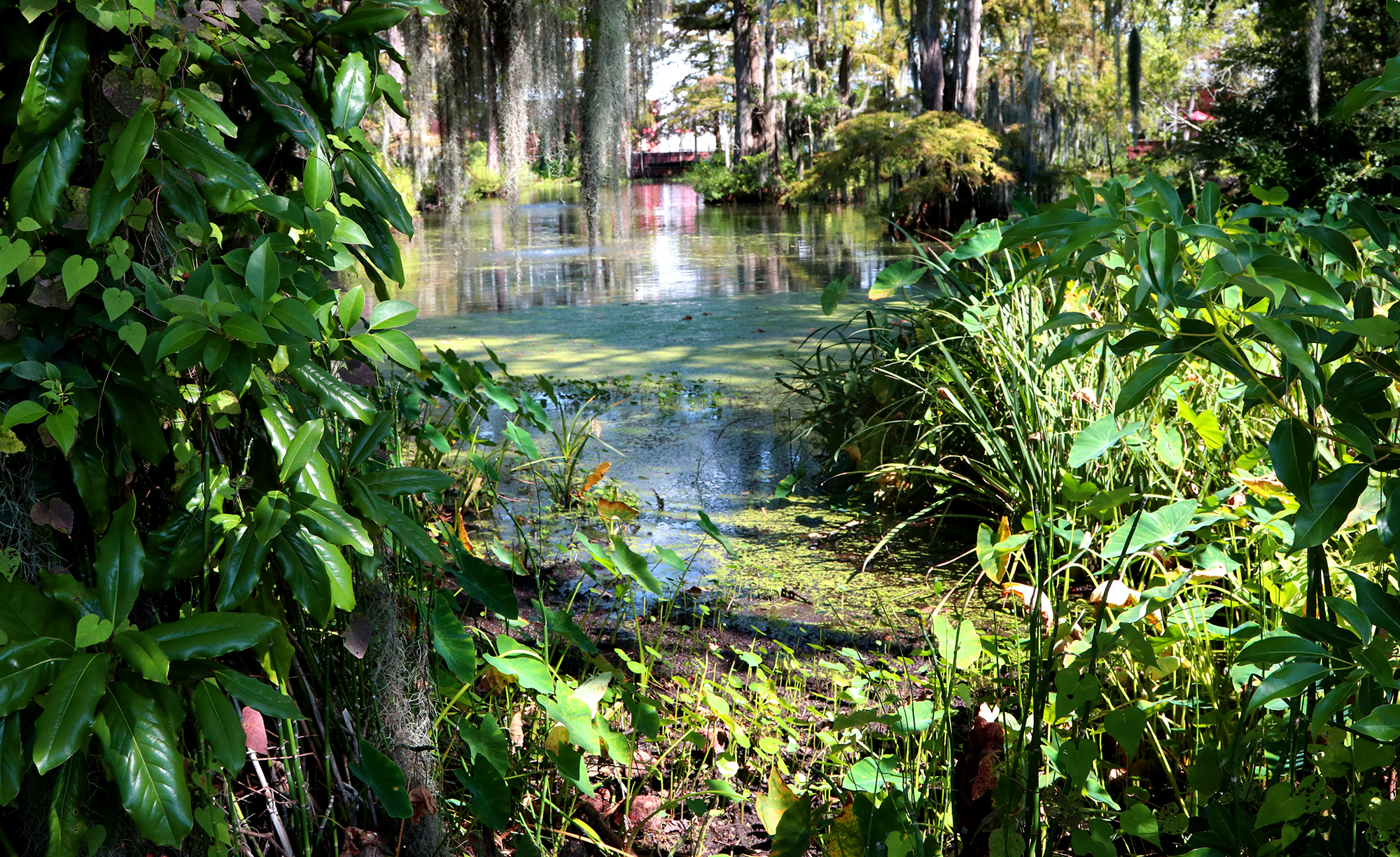 UL swamp.png