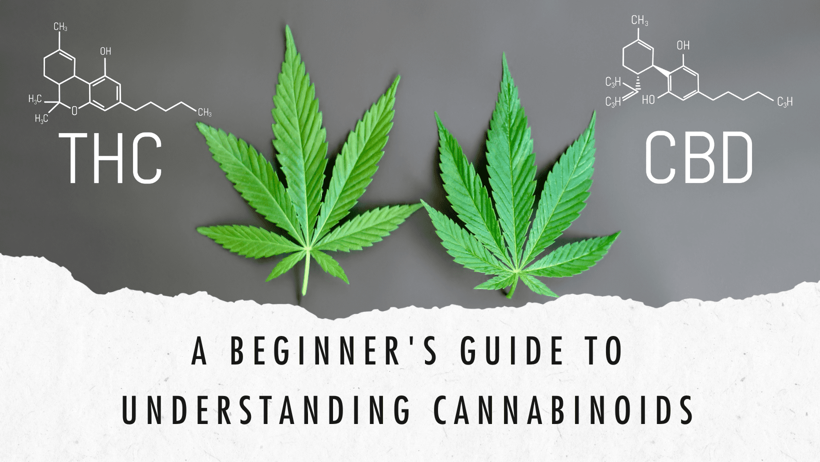 A Beginner's Guide to Understanding Cannabinoids