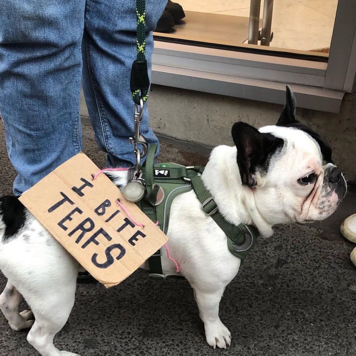 Repost from @hellojoejackson from yesterday&rsquo;s Trans Pride march, London. The Frenchie got form! Such a good day 💜💙#transpride #transpridelondon #lgbtqia 🏳️&zwj;⚧️ 🏳️&zwj;⚧️