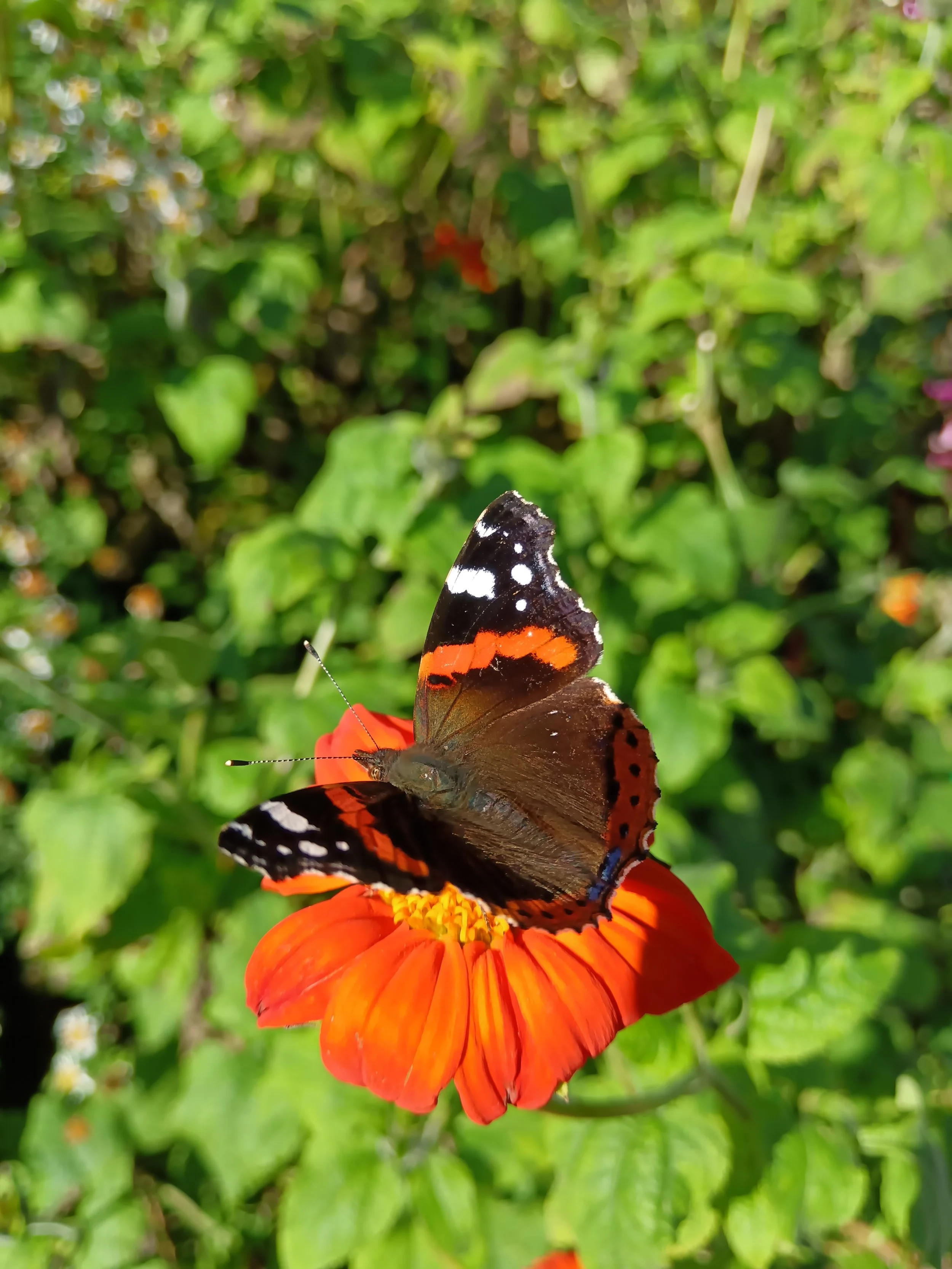 Papillon.jpg