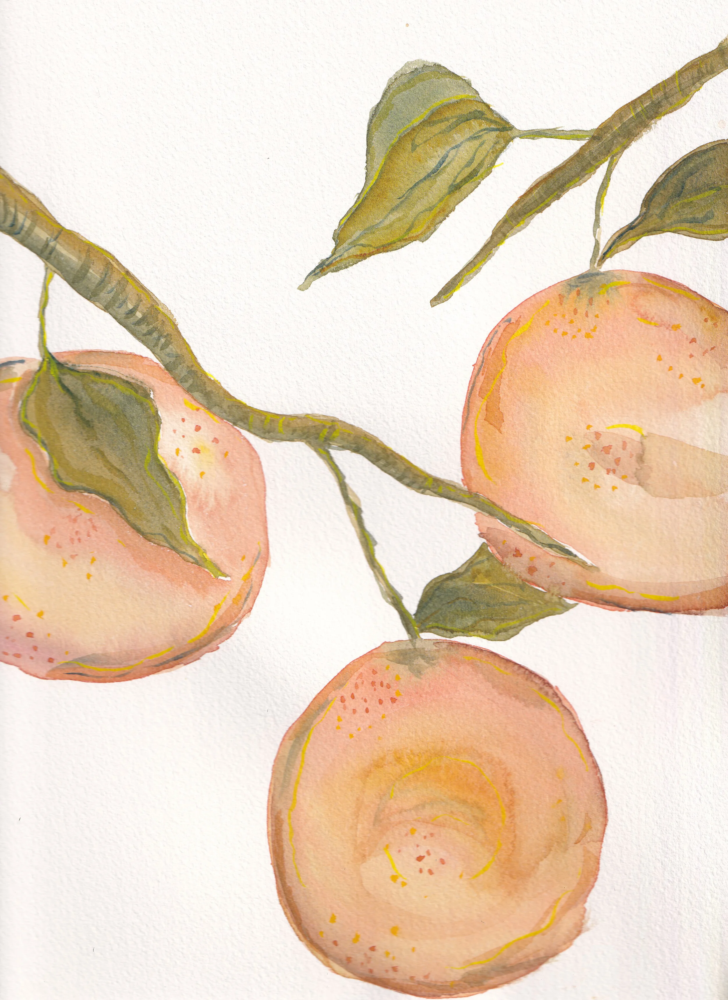 Grapefruits.jpg