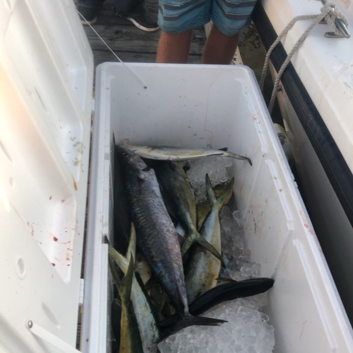 VANS BOATS BAIT BARNEGAT LIGHT NJ