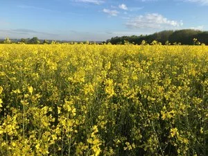 Spring 2018 News - BLF Partnership