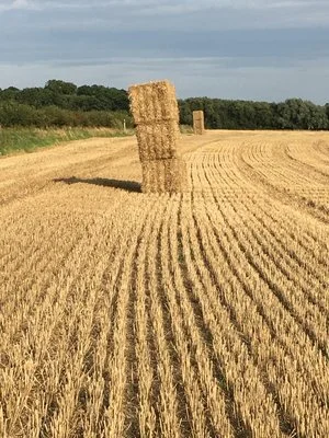 Autumn 2019 Newsletter