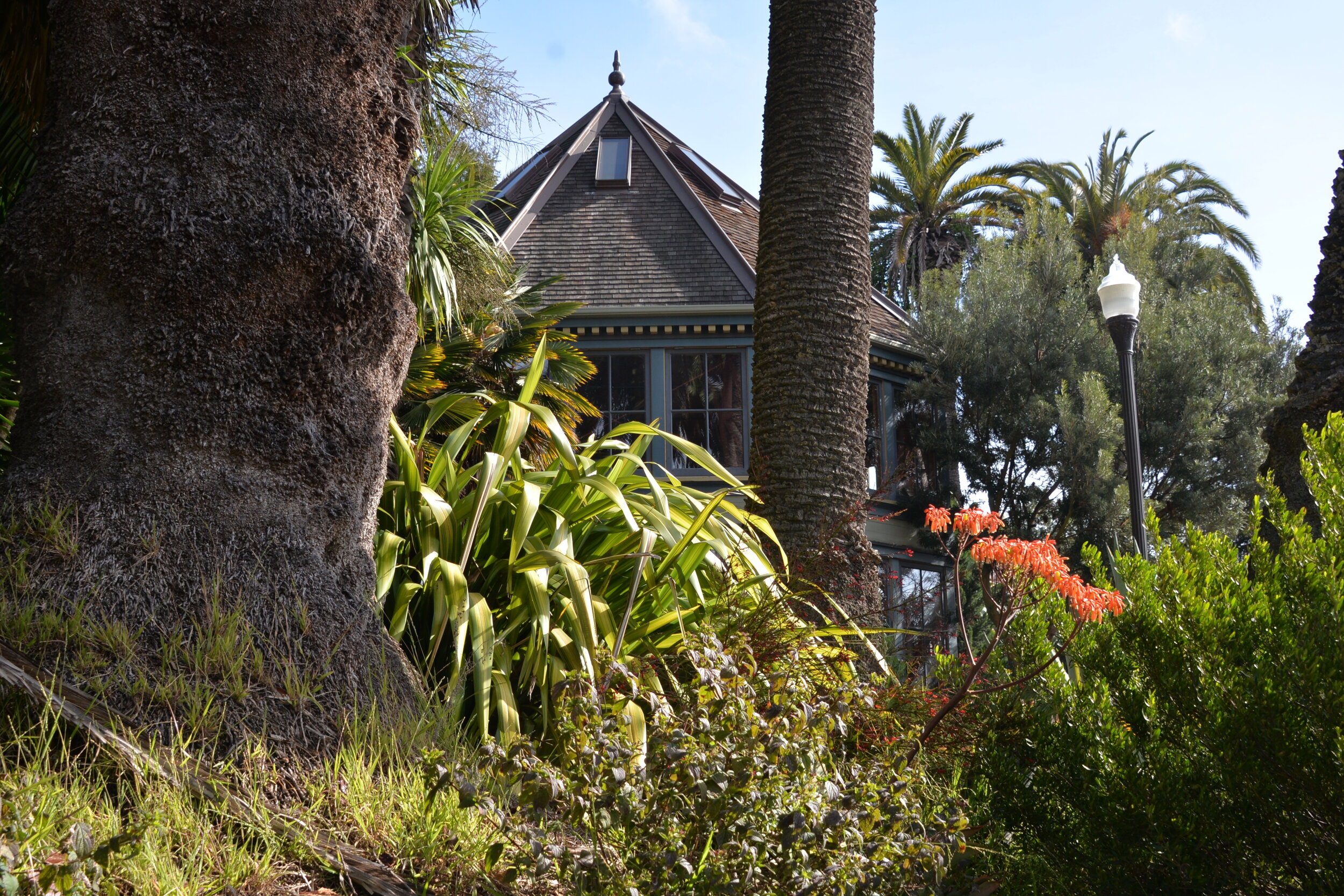 2021 Conservatory Through the Palms.JPG