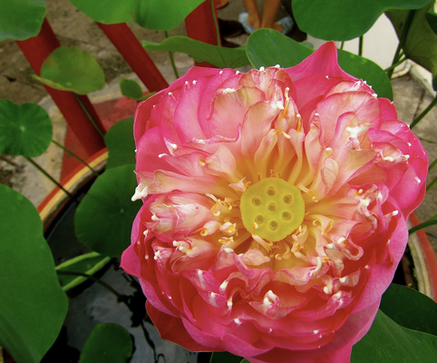 Yin Yoga & the Chakras
