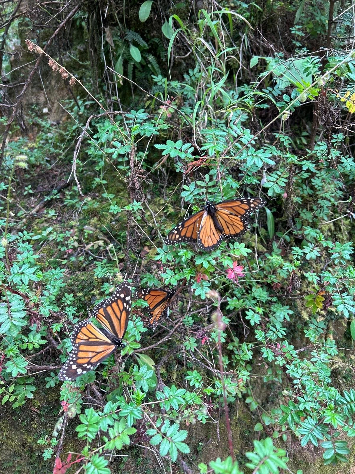 Migration: Nature’s Way of Being