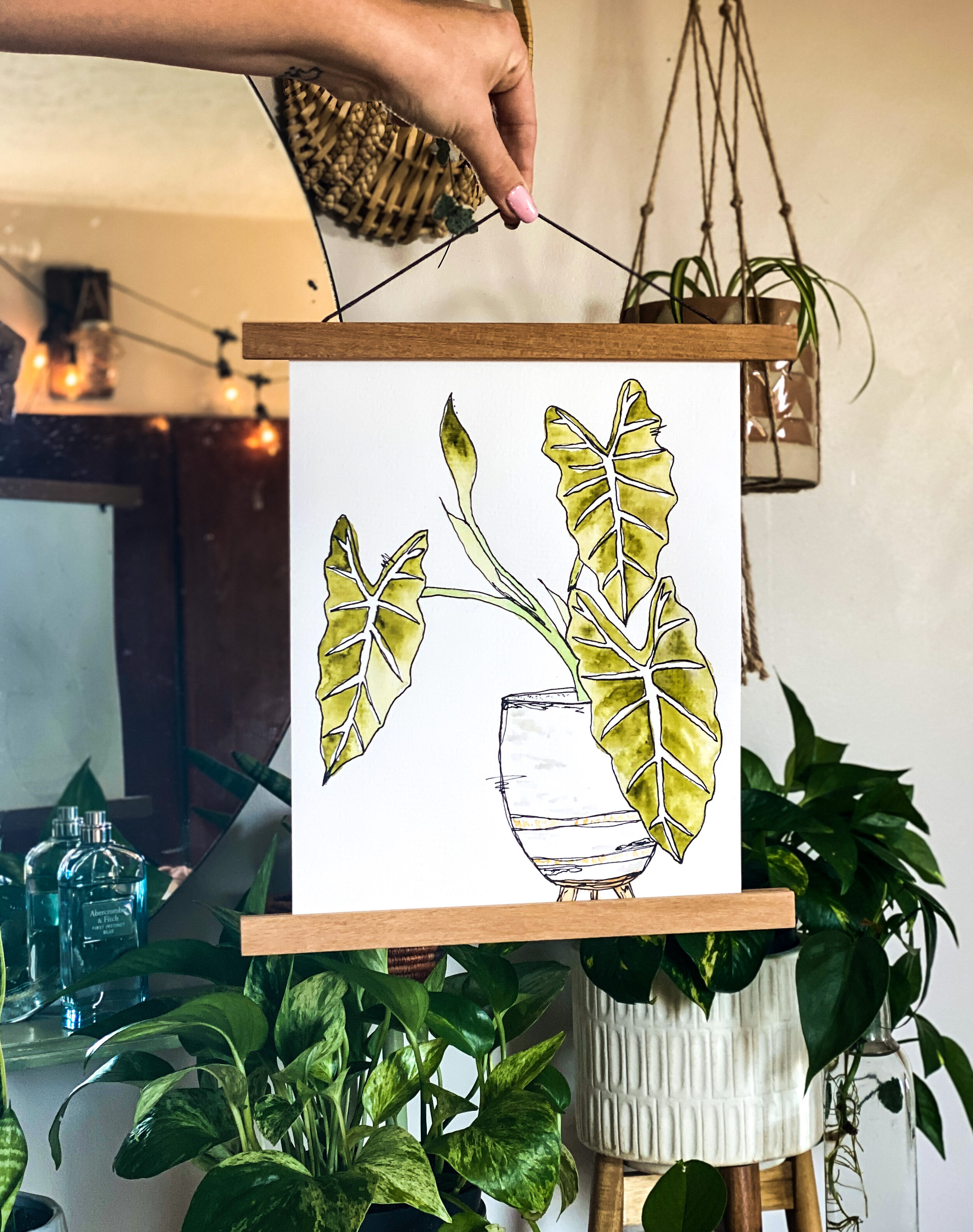 the alocasia1.jpeg
