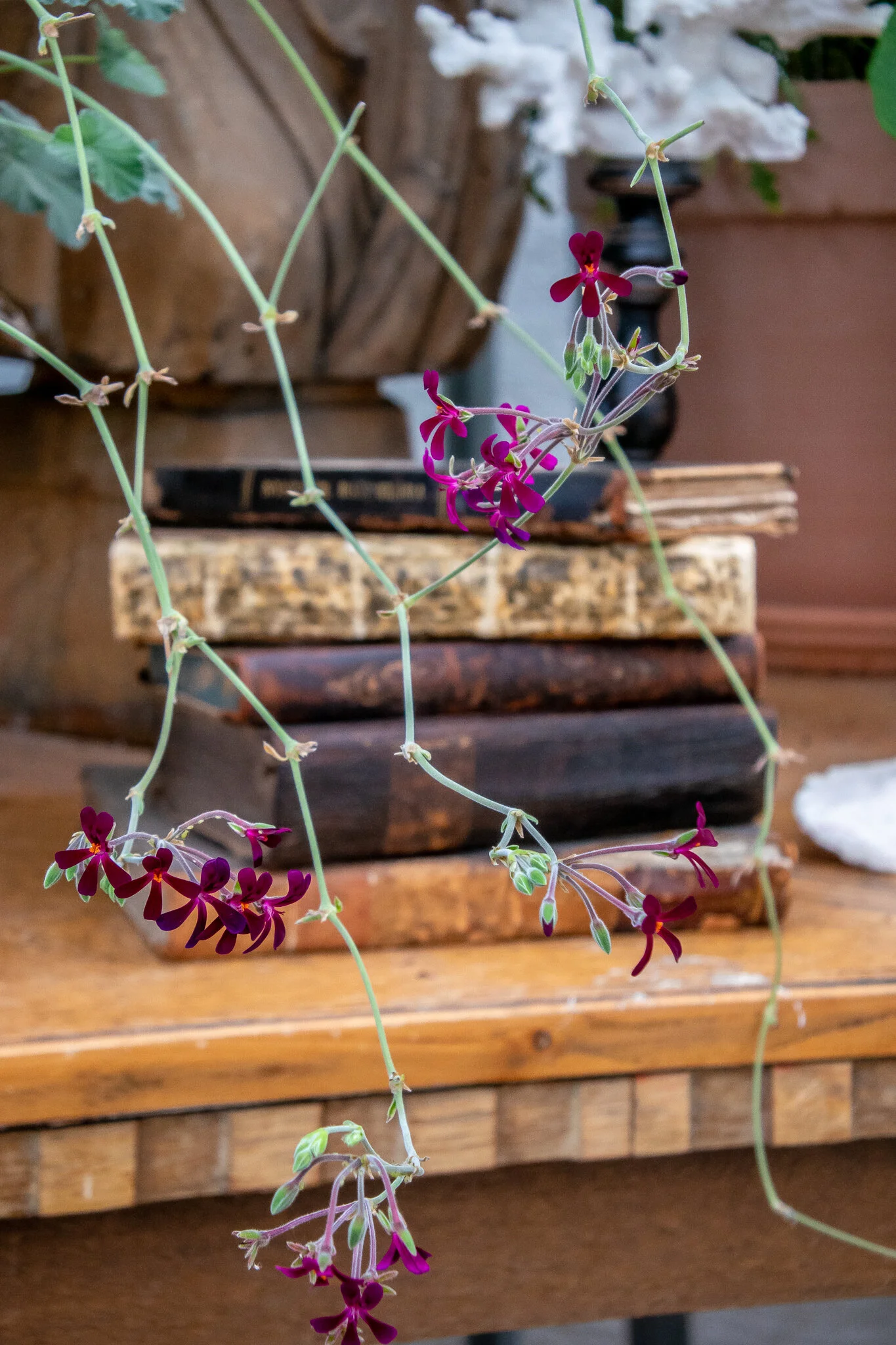DSC_8801-1.jpeg