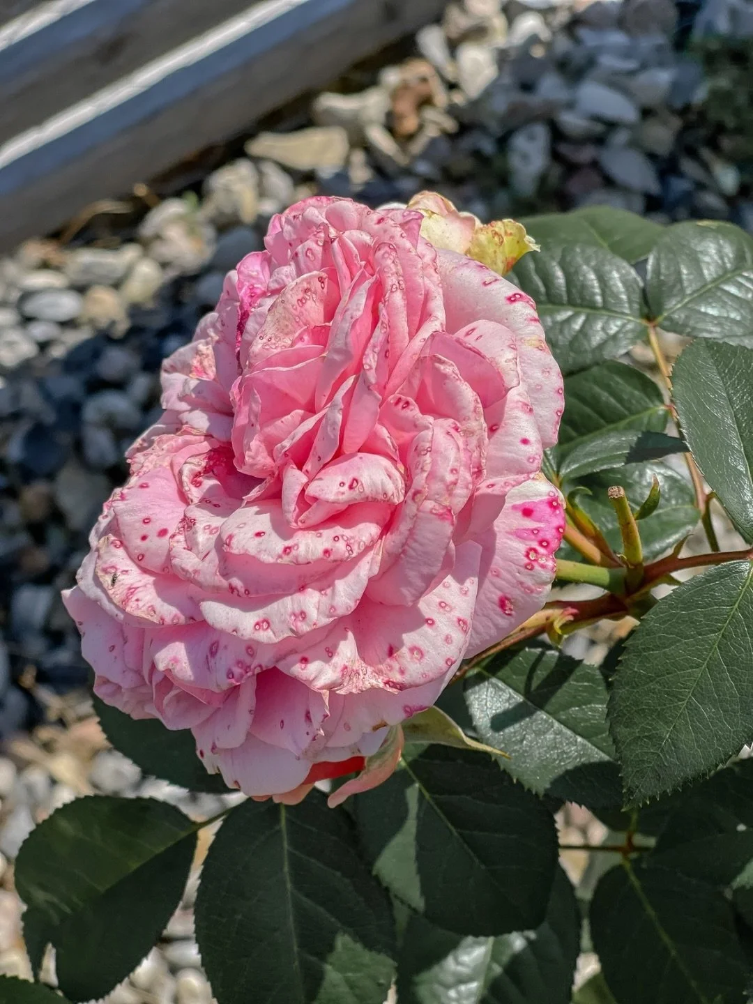 Fru Rose Garden gick ut i den varma solen och log n&ouml;jt medan hon planterade blommor och v&auml;xter inf&ouml;r den kommande h&ouml;sten. Hon visste att det hon satte i jorden idag skulle ge f&auml;rg och gl&auml;dje l&auml;ngre fram. Innan hon g