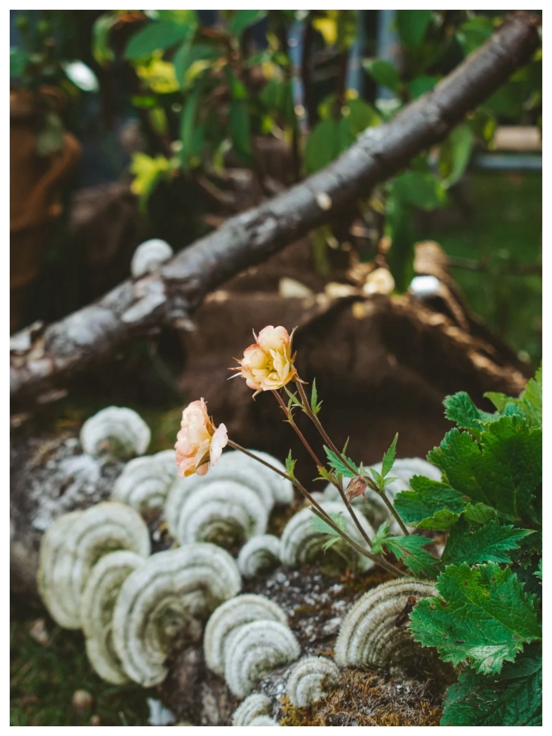 There are days when healing asks for nothing more than a little time.

A quiet walk beneath the trees.
The warmth of the sun on your skin.
The gentle fragrance of flowers drifting through the air.

Nature has a way of reminding us to slow down &mdash