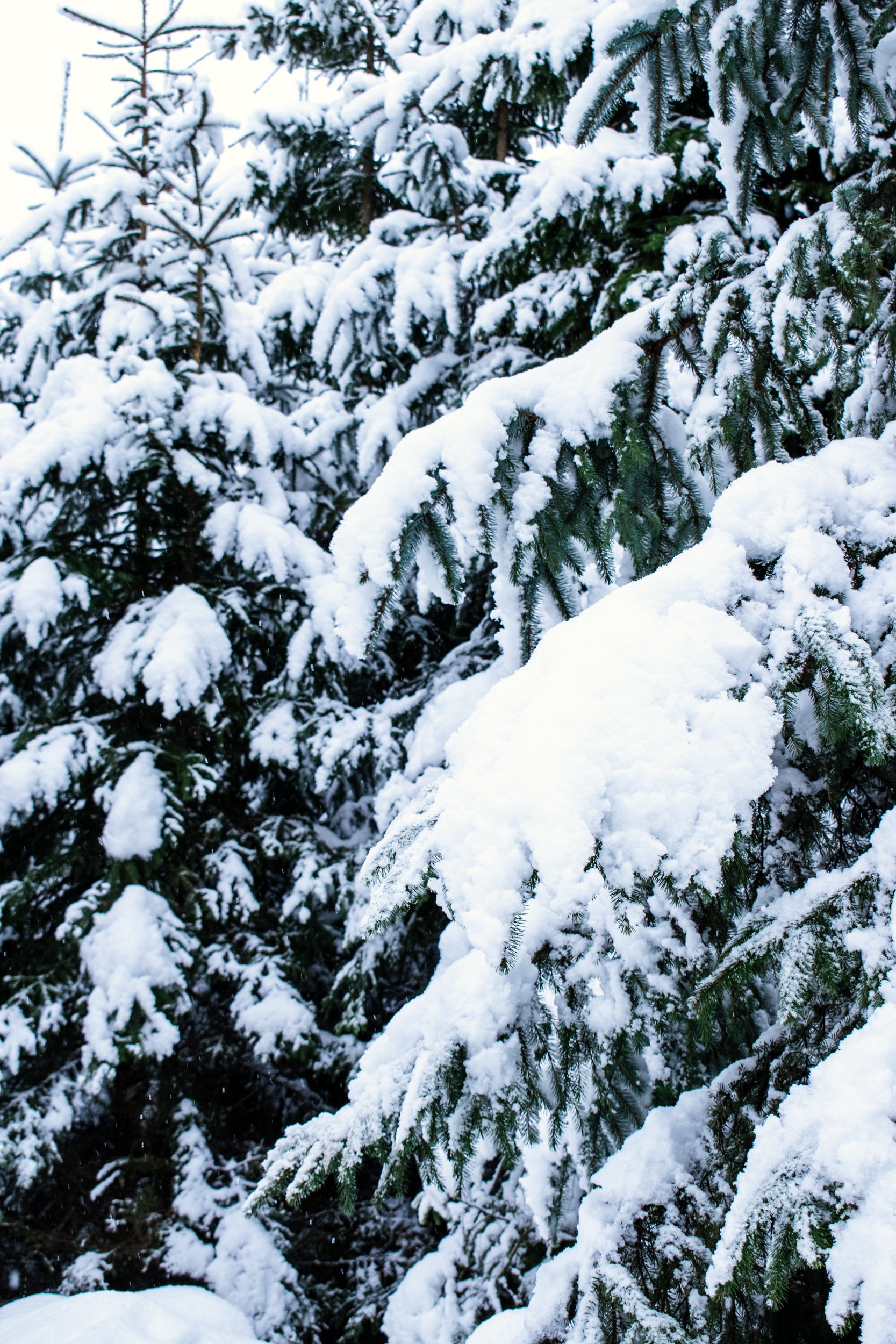 DSC_0381.jpg