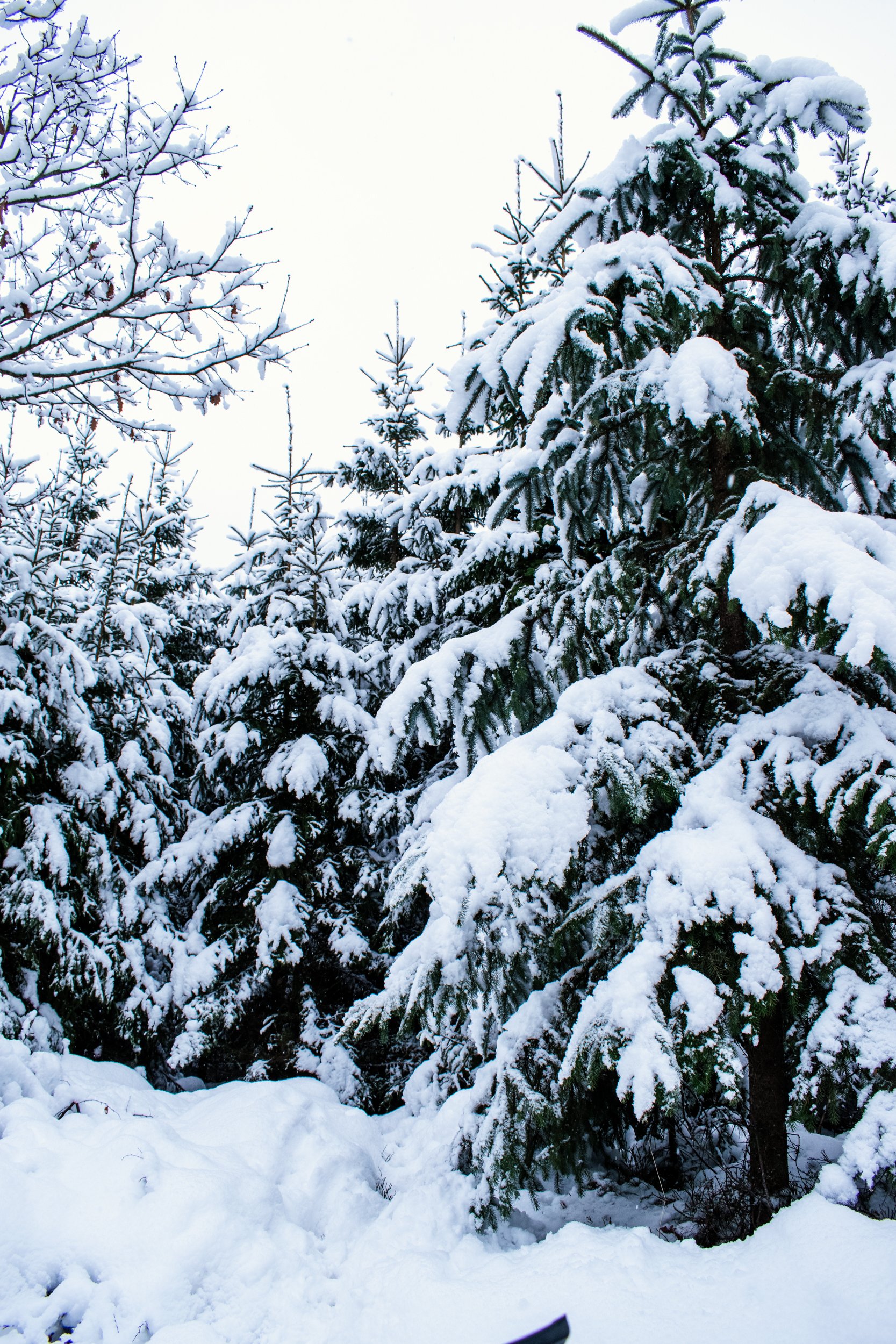 DSC_0383.jpg