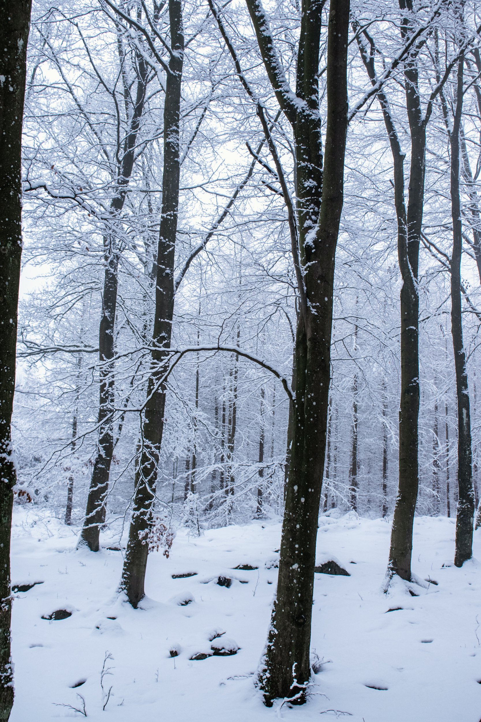 DSC_0336.jpg
