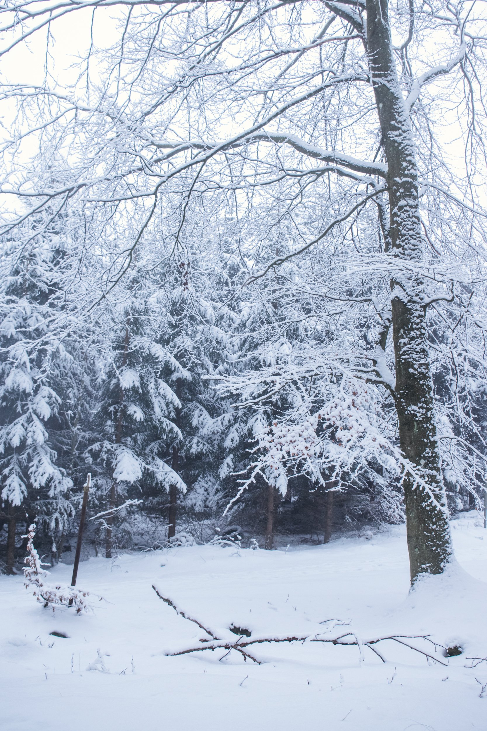 DSC_0351.jpg