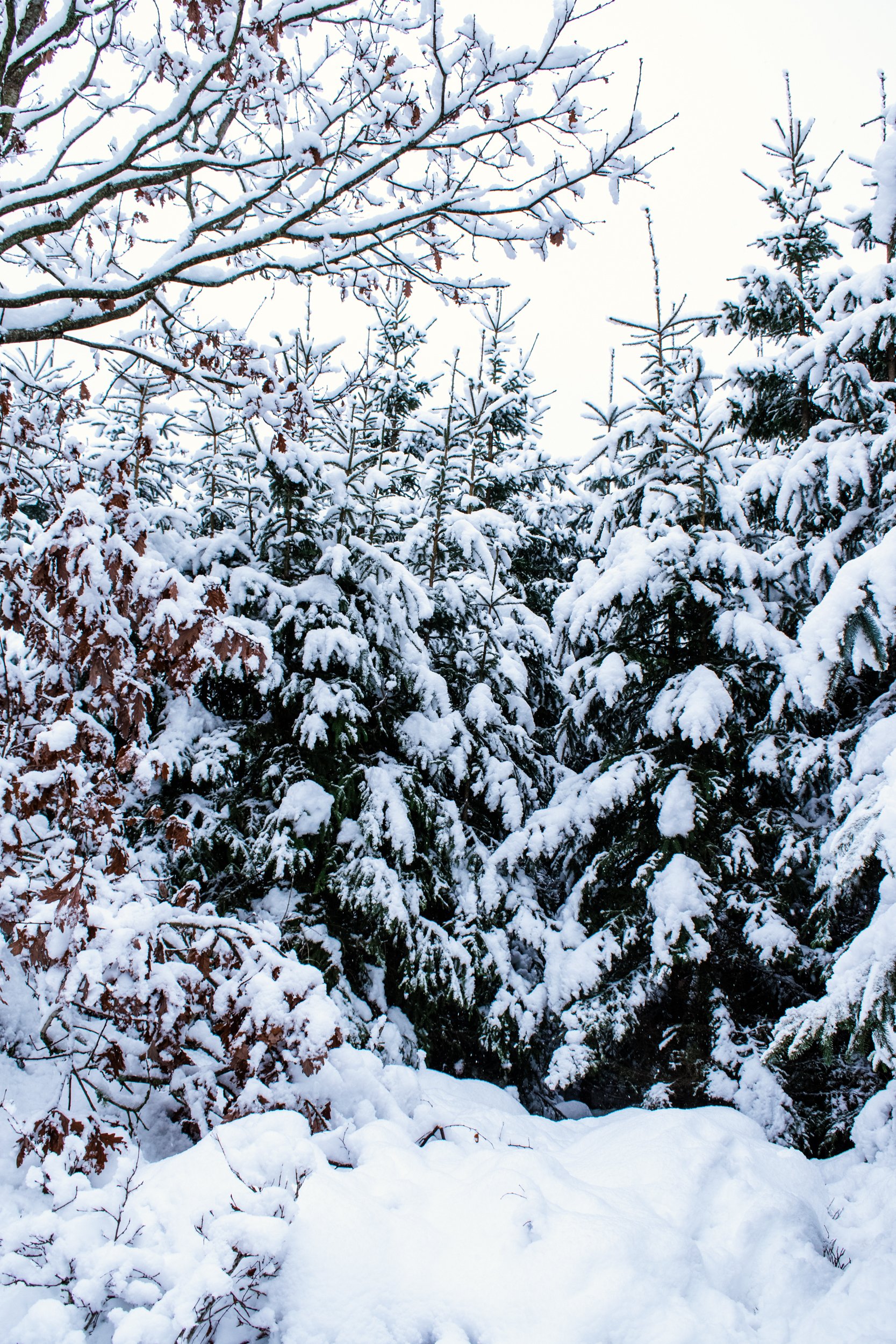 DSC_0379.jpg