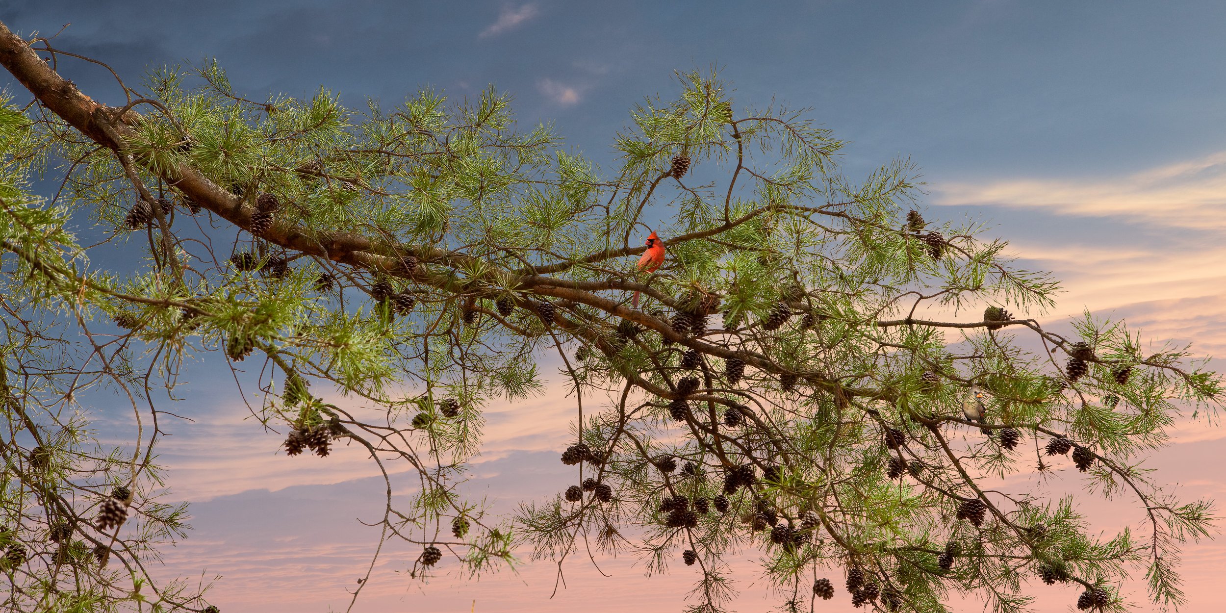 Untitled Sovereign Series (Cardinals Branch) digital C print 2009 (light box 2008)