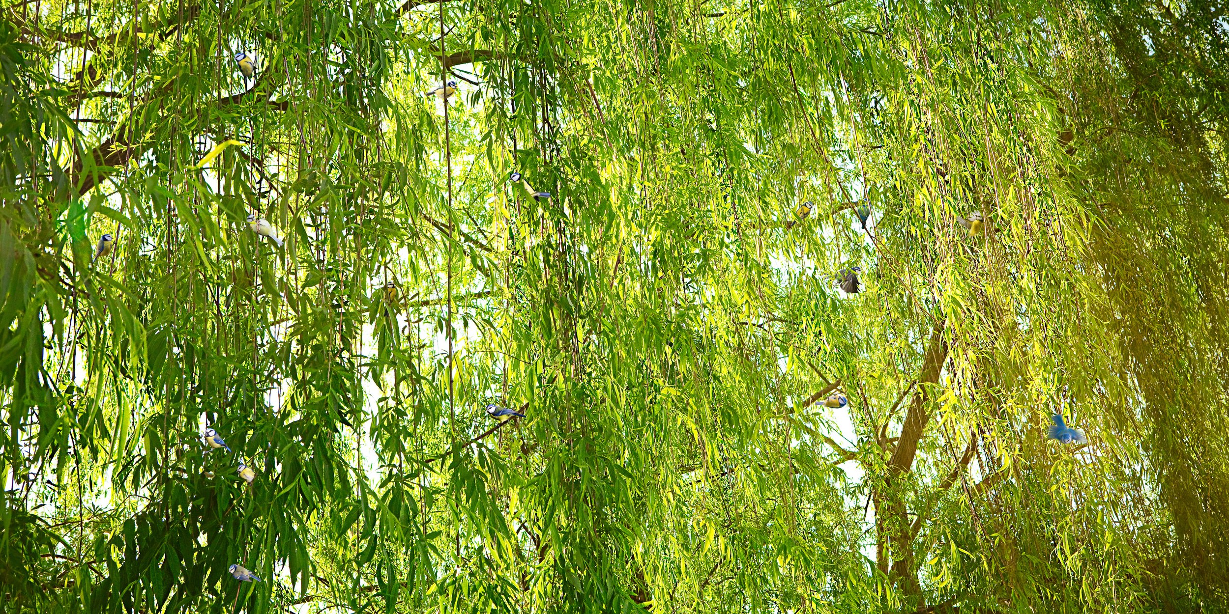 Untitled Sovereign Series (Willow Branches) digital C print 2009 (light box 2008)