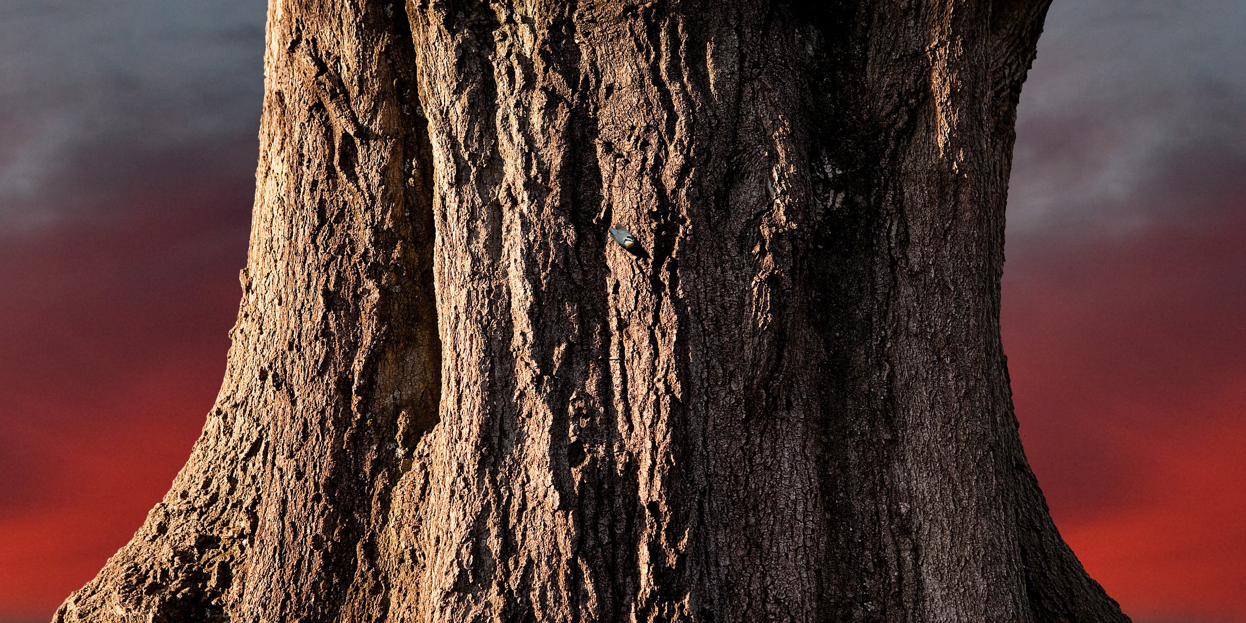 Untitled Sovereign Series (nuthatch trunk) digital C print 2009 (light box 2008)