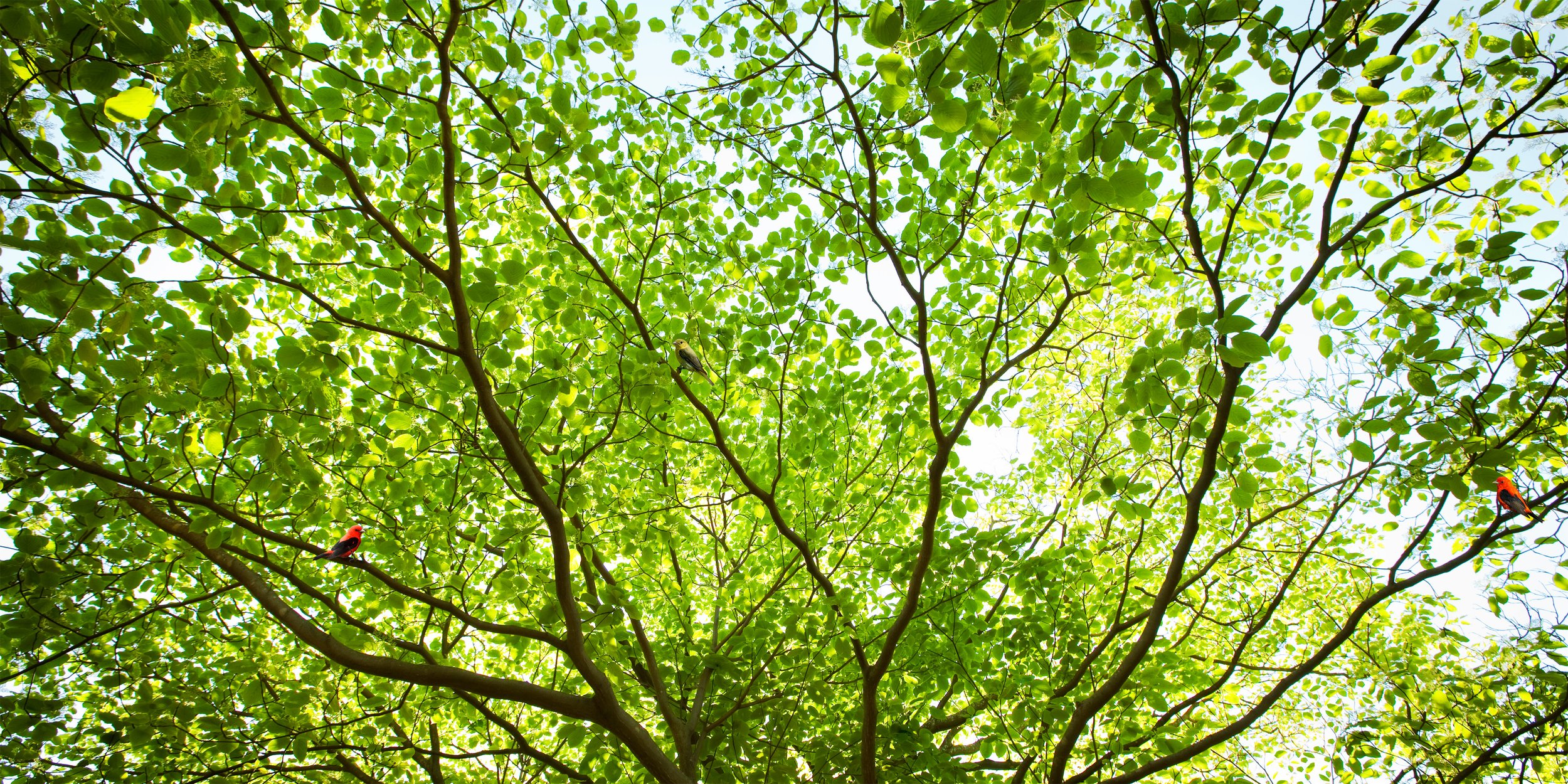 Untitled Sovereign Series (green (leafy branch)) digital C print 2009 (light box 2008)