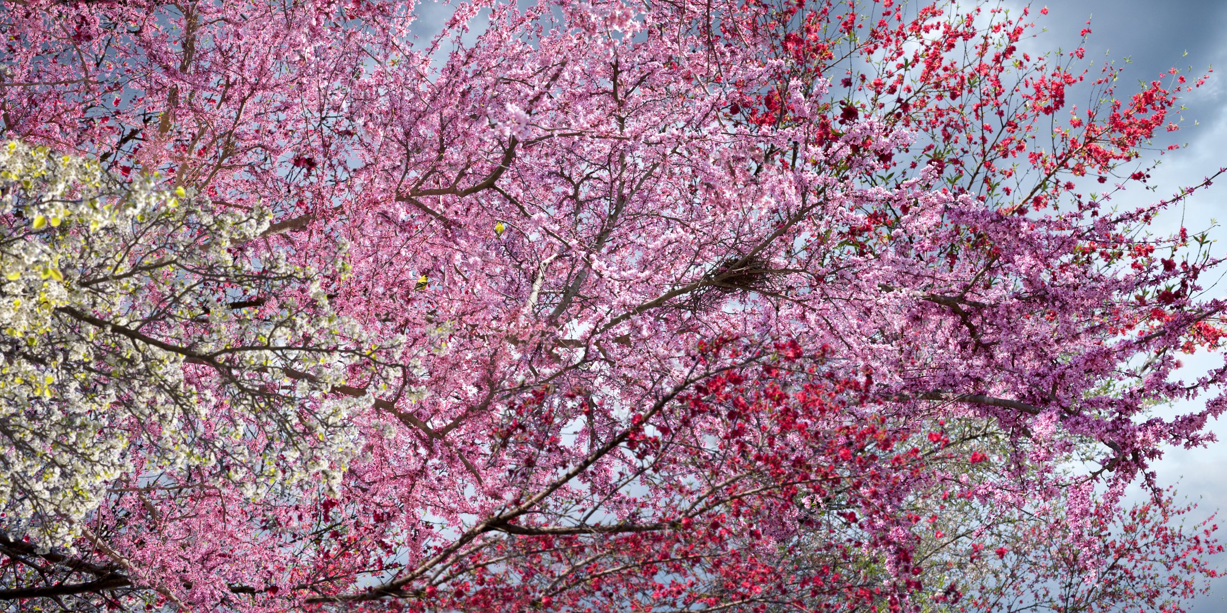 Untitled Sovereign Series (Flowering Branch) digital C Print, 2009 (light box) 2008