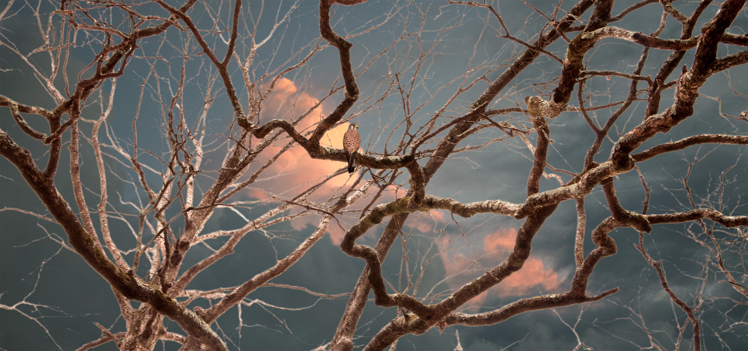 Untitled Sovereign Series (Kestrel Branches) digital C print 2009 (light box 2008)