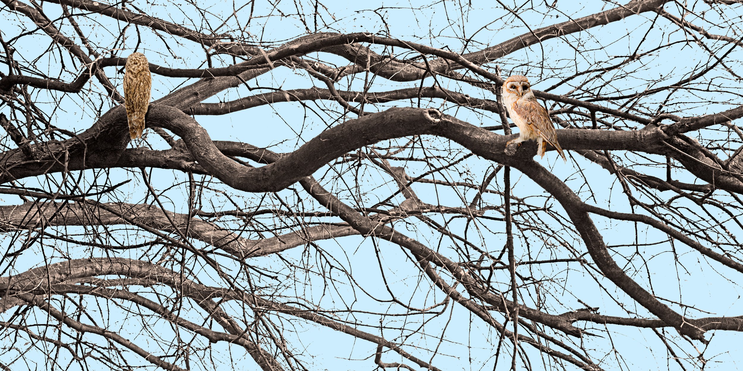 Untitled Sovereign Series (Owls Branch) digital C print 2009 (light box 2008)