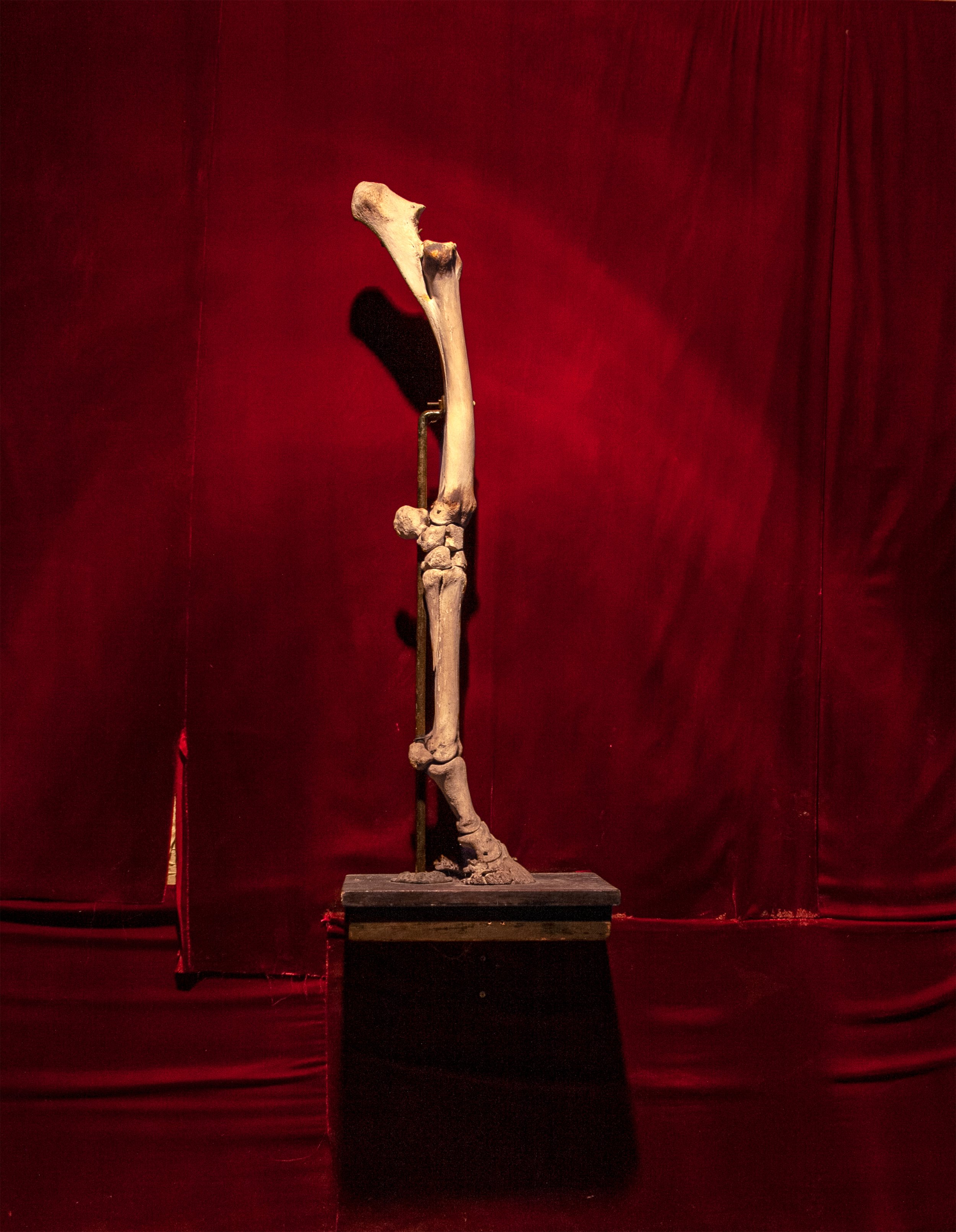 TODD MURPHY
Untitled (Horse Leg Red velvet) , 2007 Ed.1/3 
UV Reverse Print On Plexi , 60 x 48 in