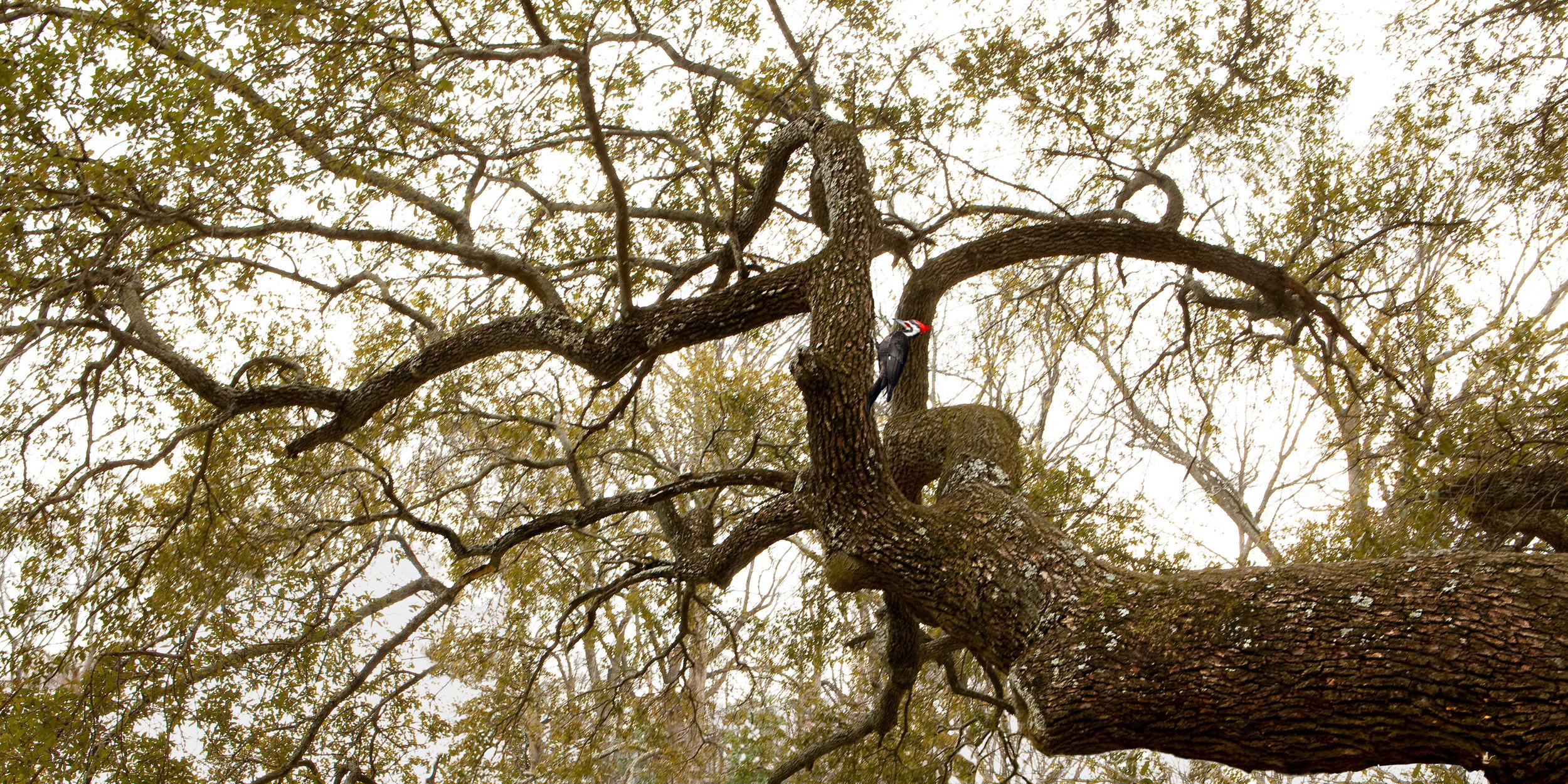 Untitled Sovereign Series (Big Green Branch) digital C print 2009 (light box 2008)