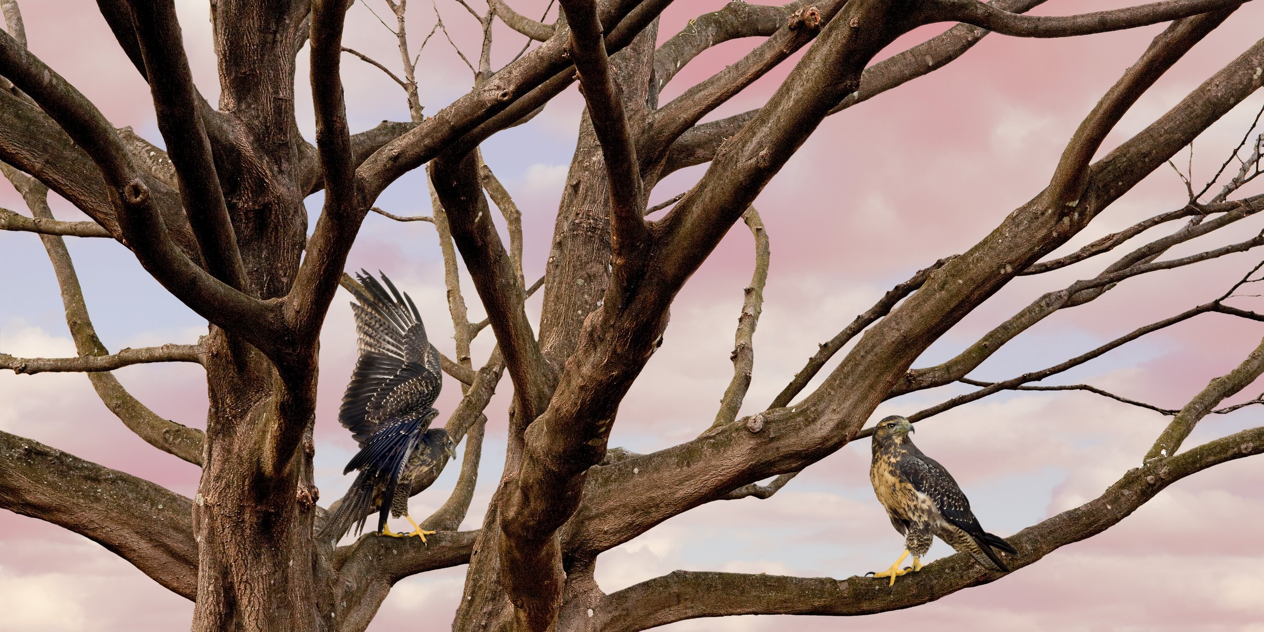 Untitled Sovereign Series (Branch with Clouds) digital C print 2009 (light box 2008)