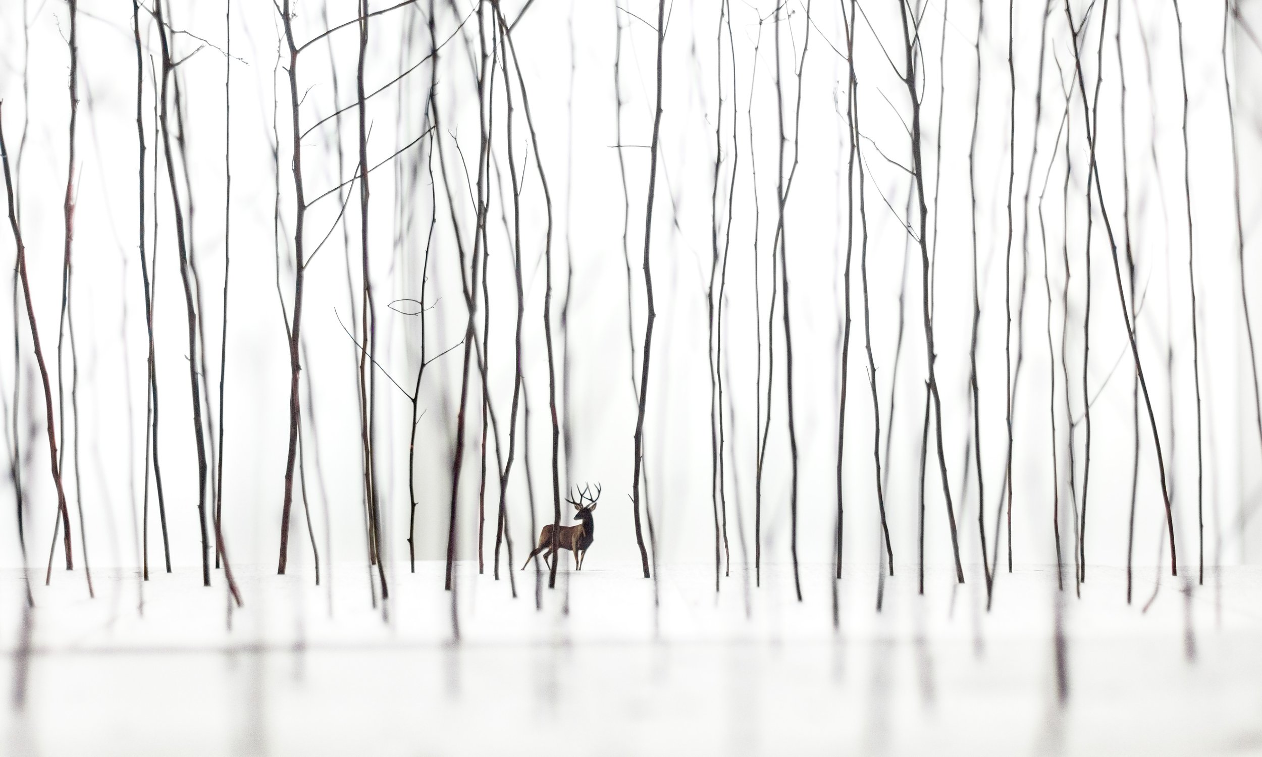 Stag in the Woods, 2016