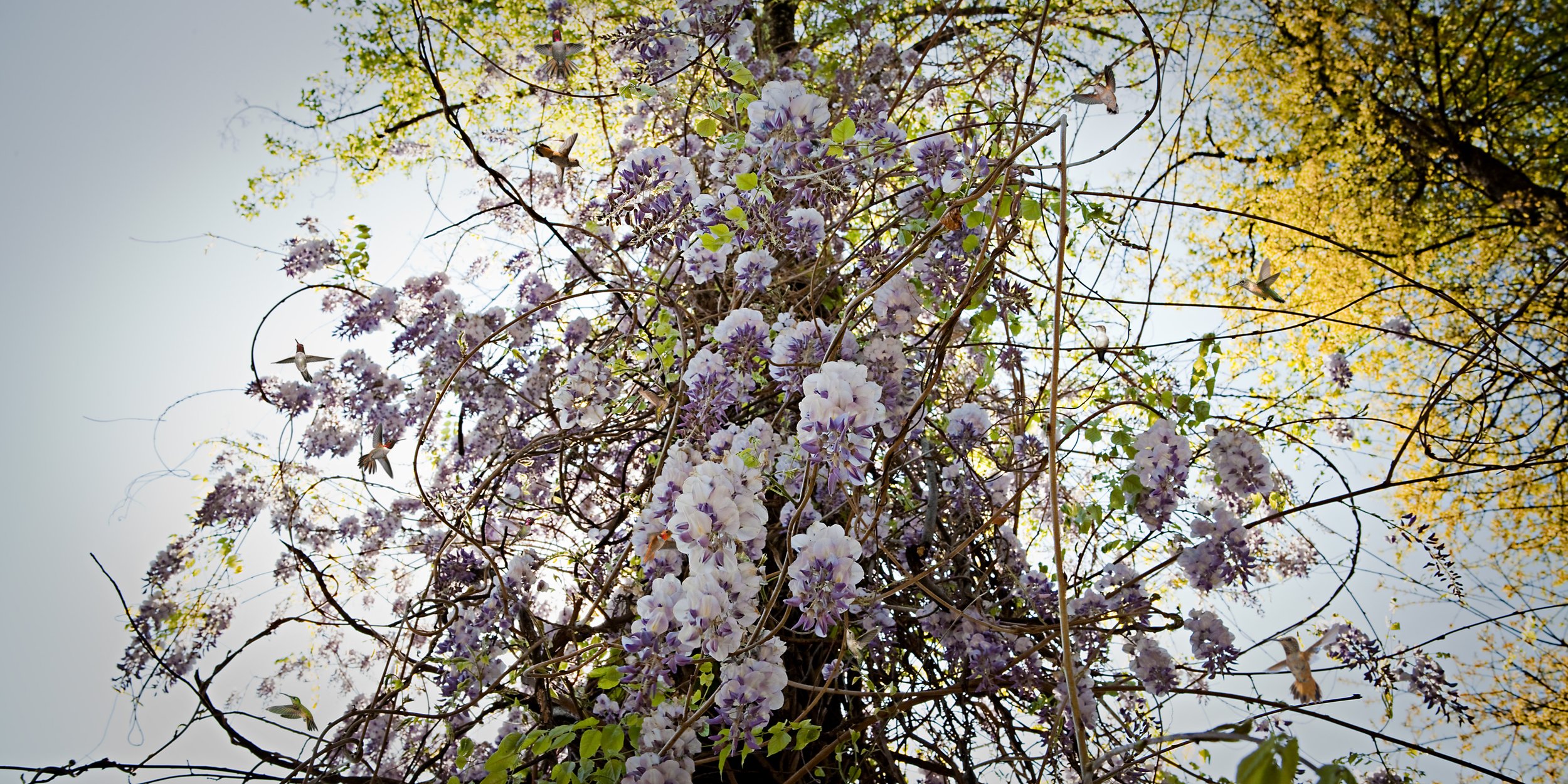 Untitled Sovereign Series (Humming Bird Branches) digital C print 2009 (light box 2008)