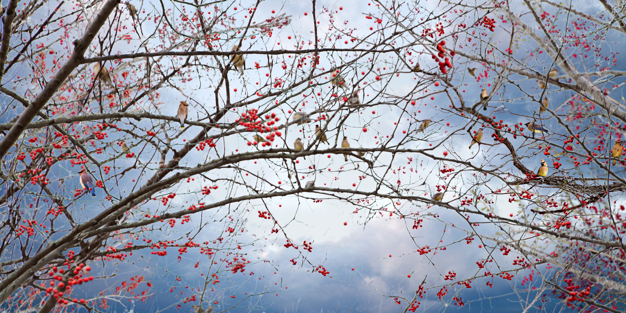 Untitled Sovereign Series (Berries Branch) digital C print 2009 (light box 2008)