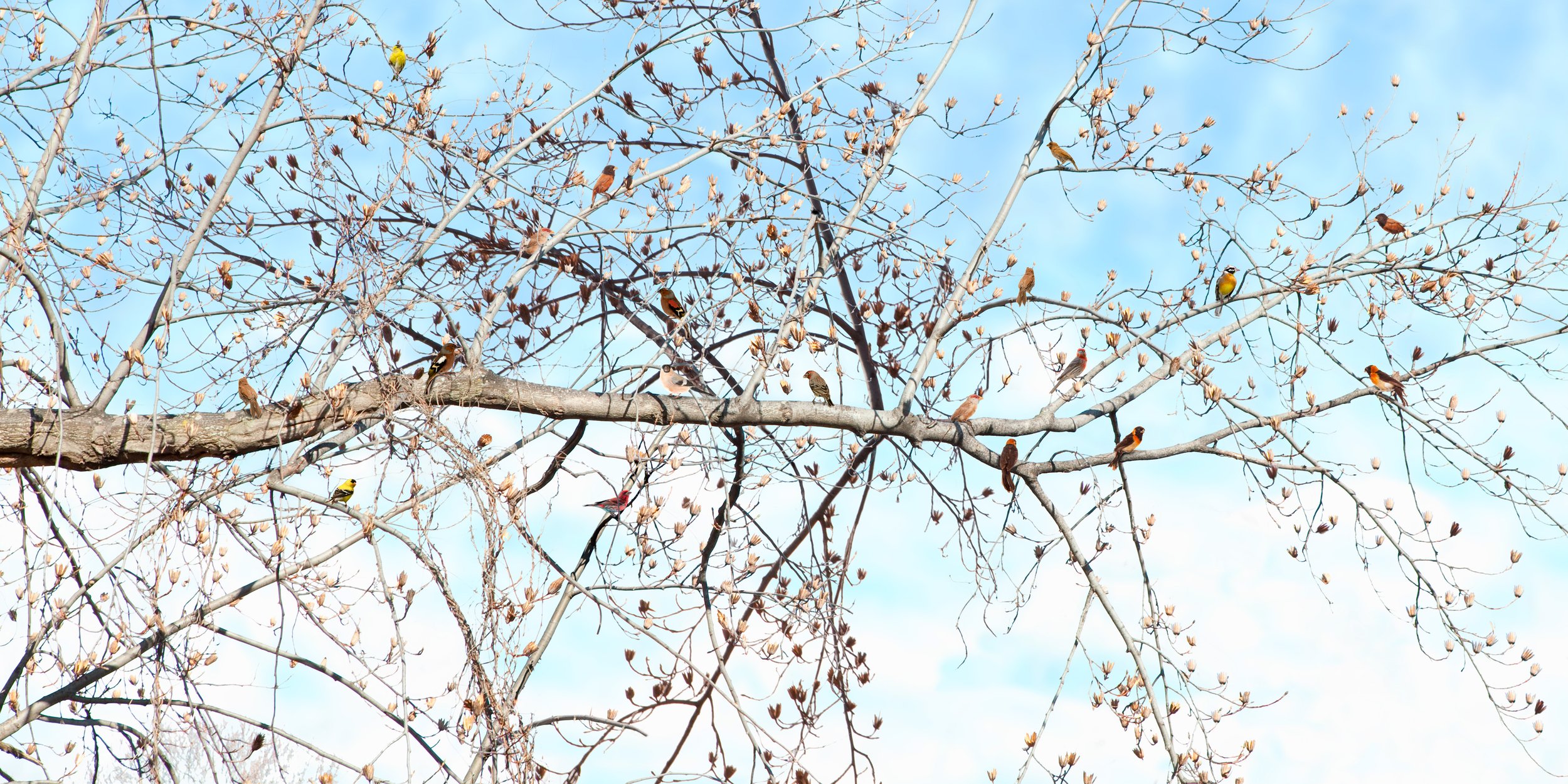 Untitled Sovereign Series (Poplar Branch) digital C print 2009 (light box 2008)