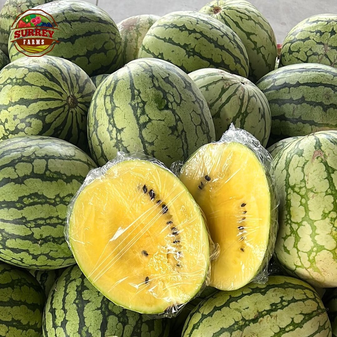 Okanagan yellow watermelon now available at Surrey Farm Markets at $0.99/lb!

Enjoy the last few sunny summer days with these flavourful fruits of the season☀️

Farm Markets:
5180 152 Street
4981 King George Blvd
🍃Open daily 9am to 6pm

#surreyfarms