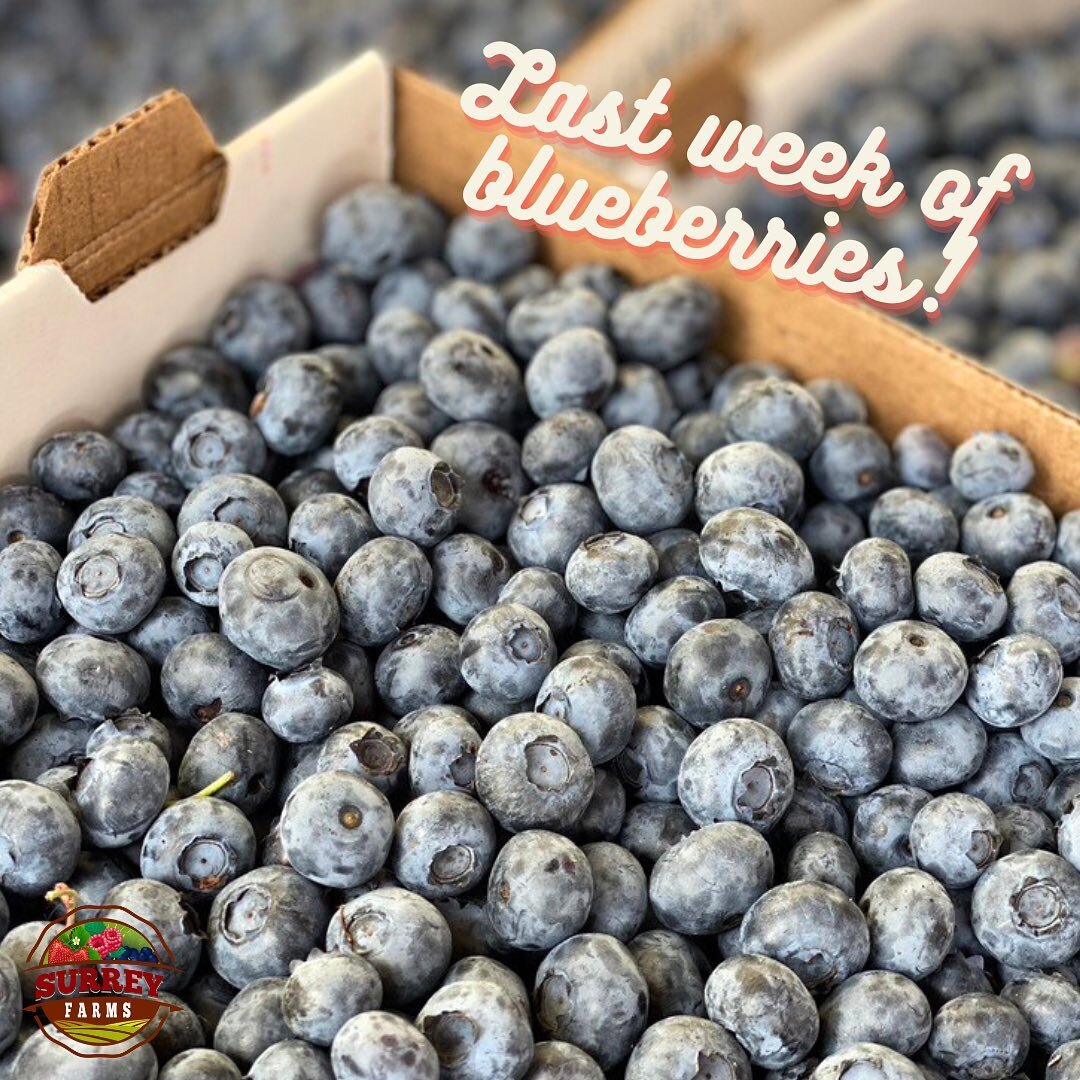 Grab these freshly picked blueberries before they are gone🫐

Available at our farm markets at:
1 flat - $12
3 flats - $30

Farm Markets:
5180 152 Street
4981 King George Blvd
(Open daily 9am to 6pm)

#surreyfarms #surreyfarmshops #bcblueberries #bri