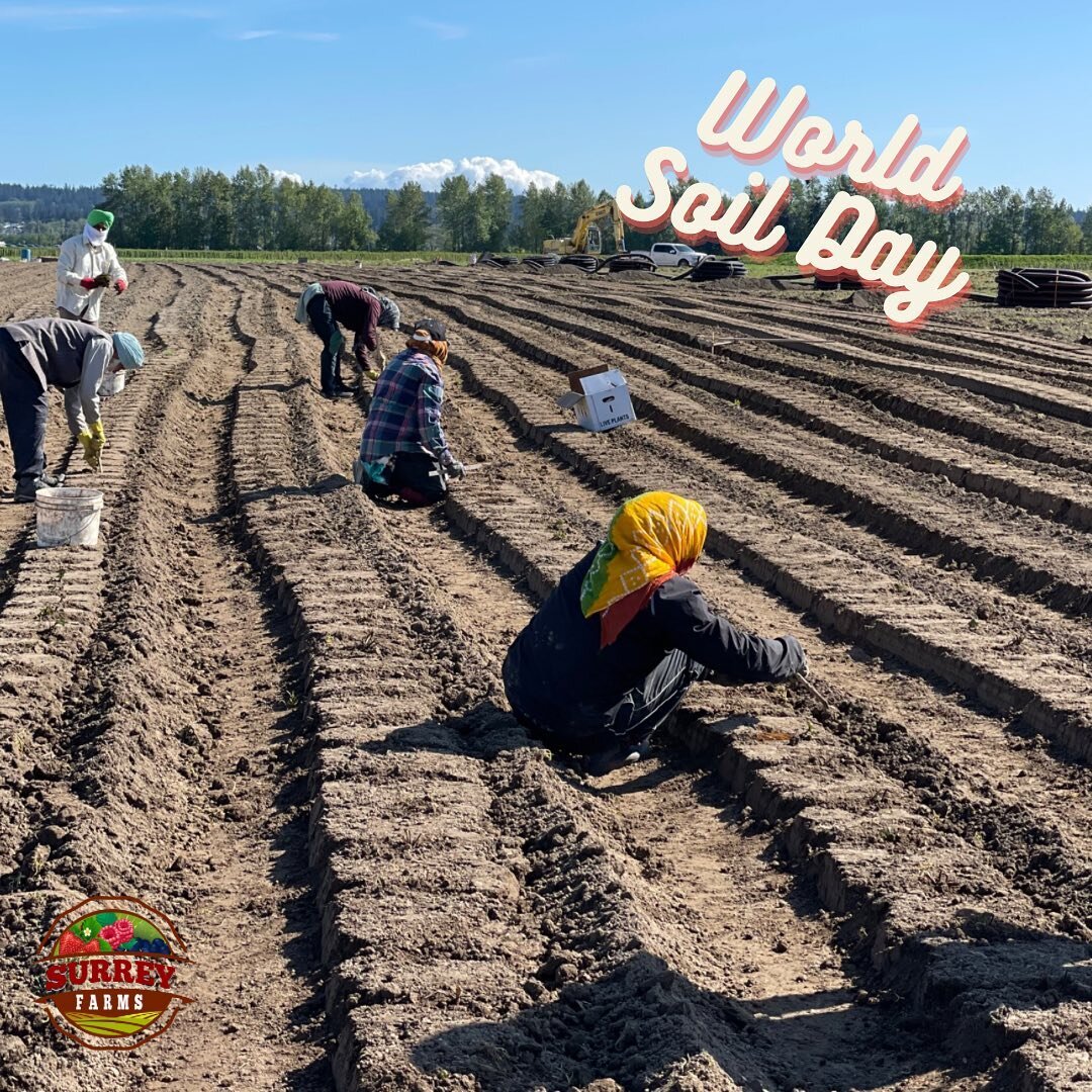 🍃World Soil Day 2023🍃

Today marks World Soil Day, emphasizing the crucial role soil plays in sustaining life, fostering biodiversity, and supporting food production.

Soil health is the heartbeat of sustainable agriculture, and at Surrey Farms, we