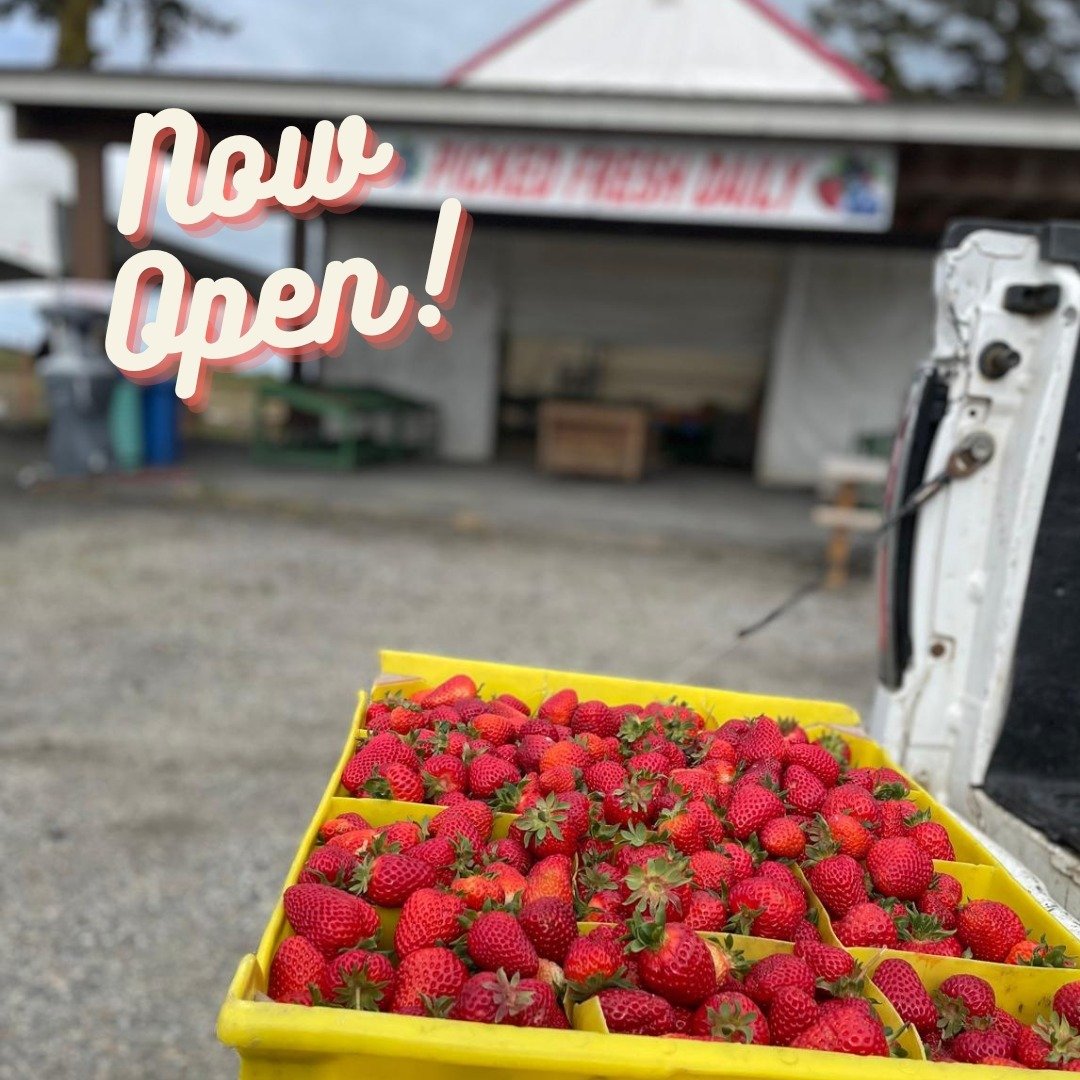 We are now open!

4981 King George location is open and the 152 St. location will be opening soon.

First local strawberry pick from the farm. Come get some juicy BC fresh local strawberries!

#BCStrawberries
#FreshBCStrawberries
#BCFarmFresh
#LocalB