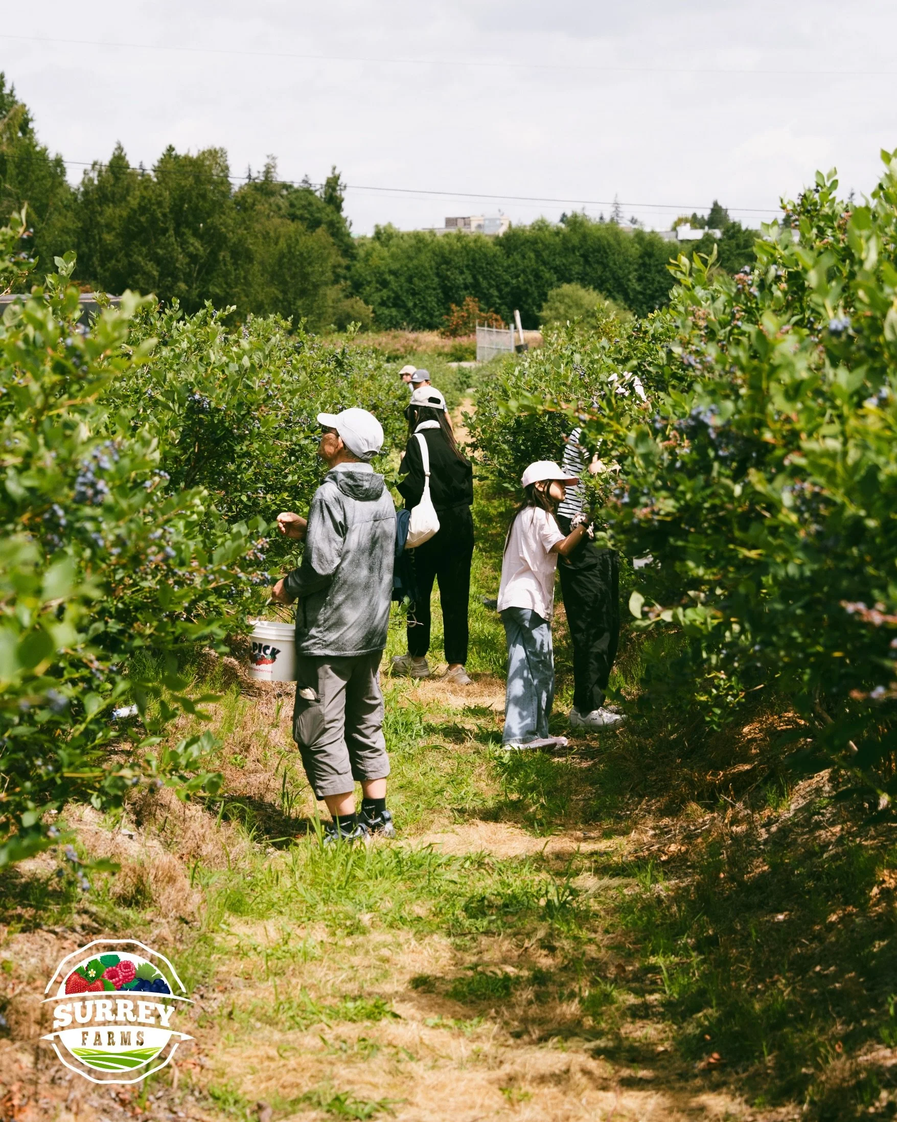 Blueberry season is poppin&rsquo;🫐

Grab a bucket and hit Surrey Farms to U-Pick the juiciest berries of the season!

UPick💲: $3/lb
(No entry fee)

📍5180 152nd Street, Surrey
(Open daily 9am to 6pm)

#surreyfarms #surreyfarmmarket #farmmarket #bcb