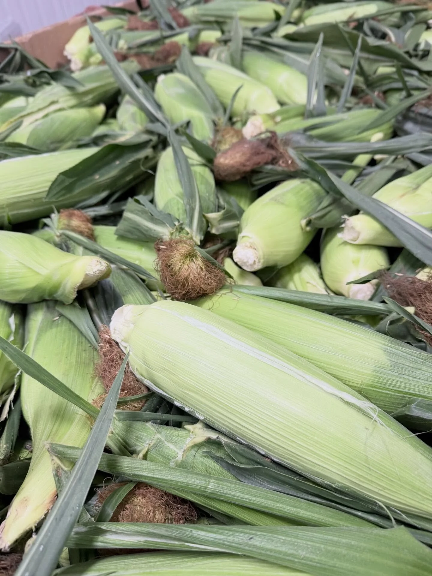☀️🌽summer just got sweeter! Fresh Chilliwack corn is now in stock and ready to make every meal a little more delicious. Limited season- shop while it lasts!!!
#farmfresh #chilliwackcorn #freshproduce #summereats🍃☀️ 

📍Farm Markets 
5180 152 Street
