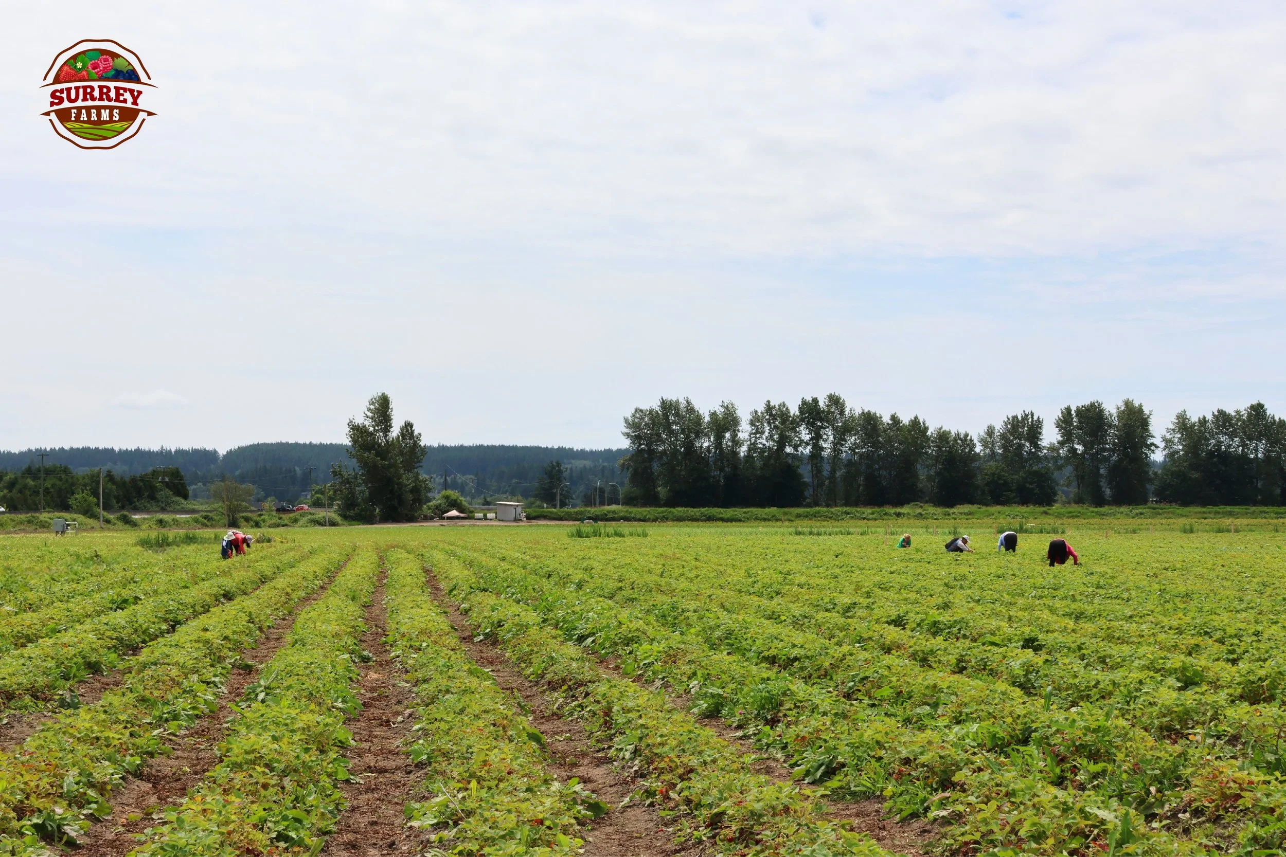 Happy Canada Day🇨🇦

Today, we&rsquo;re celebrating the land, the community, and the hardworking people who help bring local food to our tables.

From our fields to your family gatherings, thank you for supporting local farms and Canadian agricultu