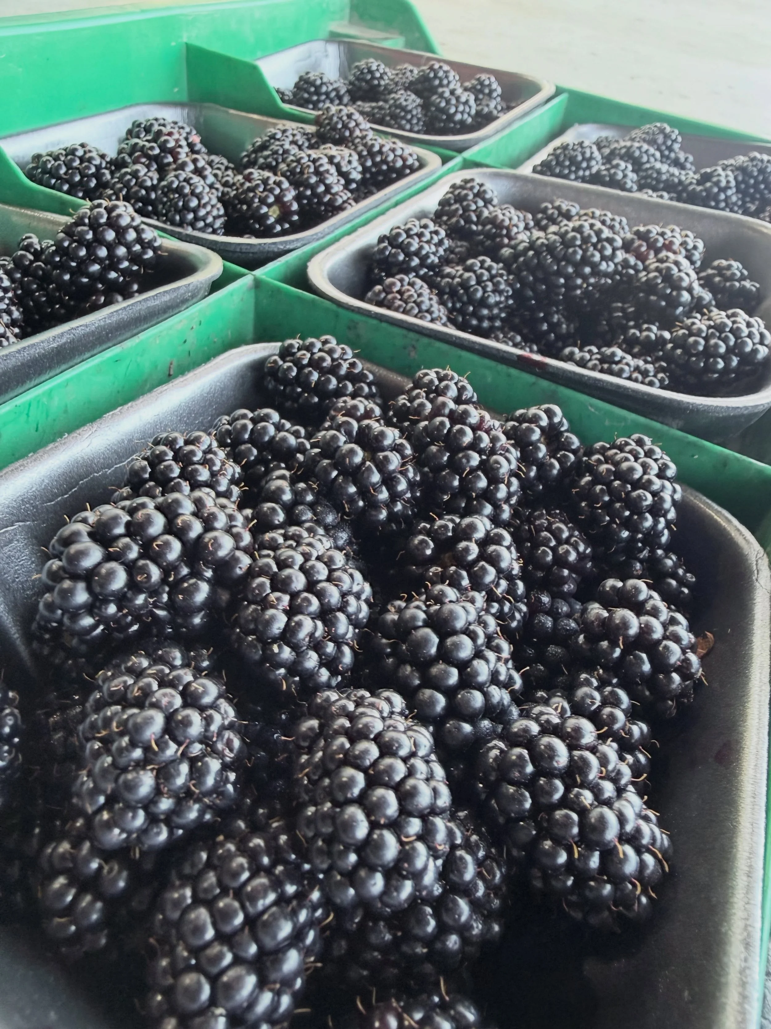 💜 Freshly picked blackberries&mdash;grab a basket before they&rsquo;re gone!

📍Farm Markets 
5180 152 Street 
4981 King George Blvd 
(Open Daily 9am to 6pm)