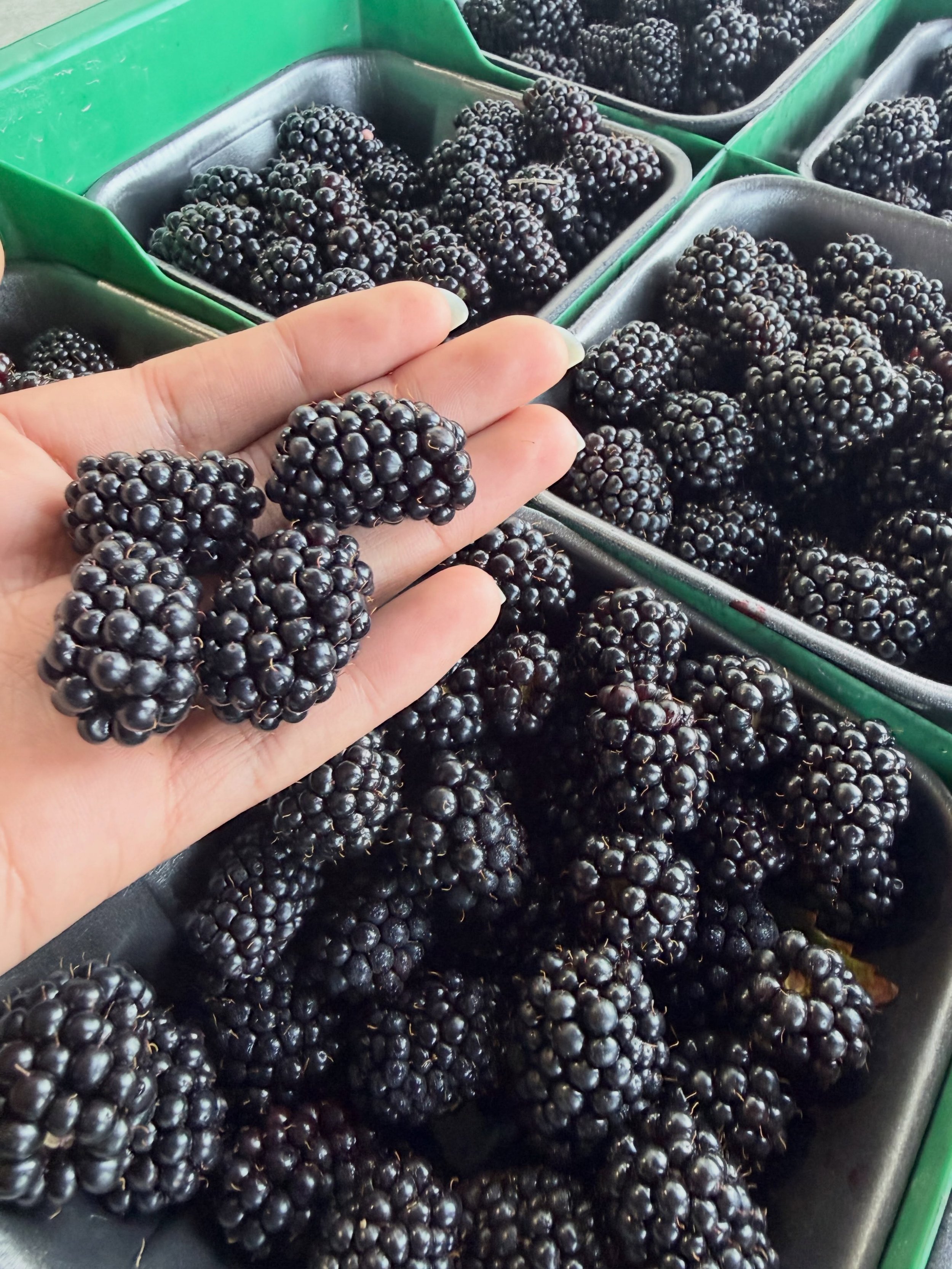 🫐 U-Pick Blackberries are here! Fresh, juicy &amp; ready to pick! Only $3/lb. Come fill your basket! 🌿 only at 4981 King George Blvd. 

📍farm markets 
5180 152 Street
4981 King George Blvd 
(Open daily 9am to 6pm)