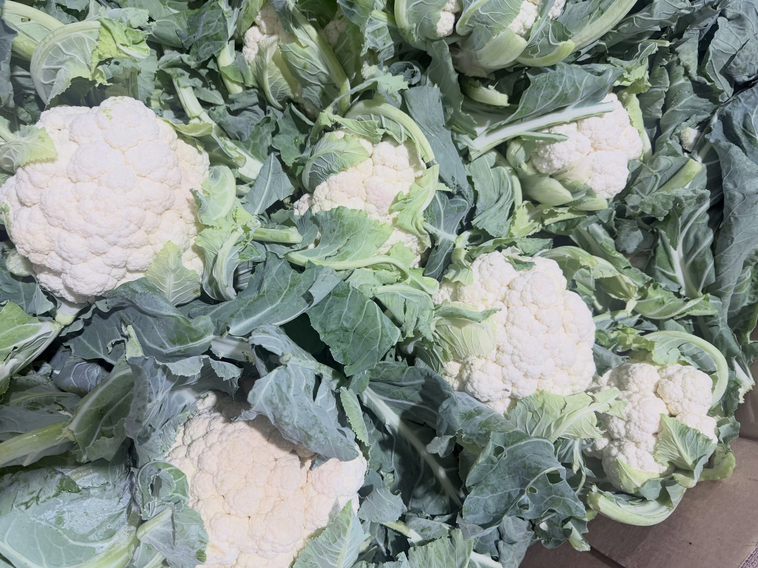 🥦 Fresh Cauliflower is here! Crisp, fresh, and perfect for your favorite meals.

#cauliflower #farmfresh #localproduce #healthyeating #surreyfarms 

📍Farm Markets 
5180 152 street
4981 King George Blvd 
(Open daily 9am to 6pm)