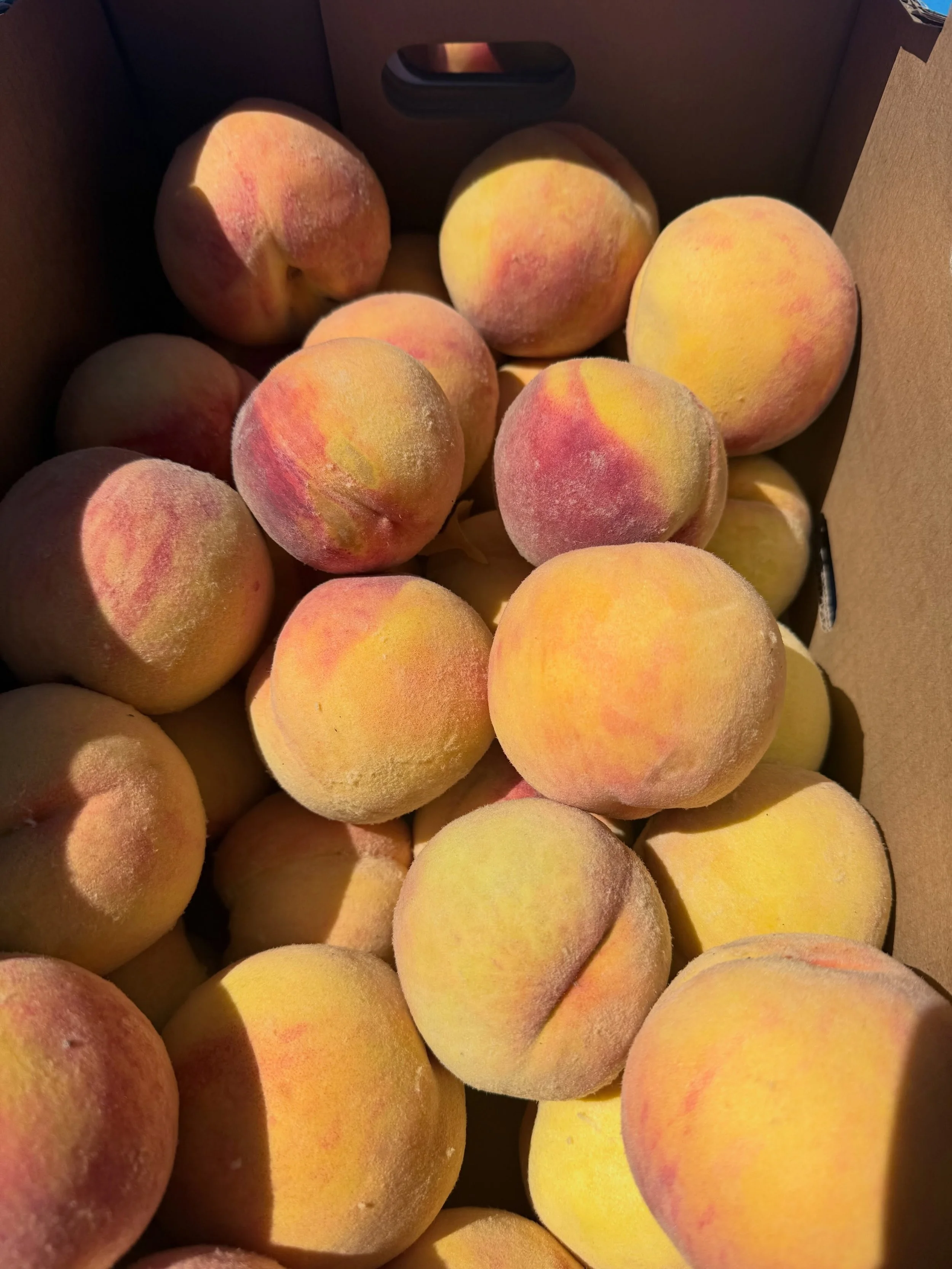 Sweet, juicy, and bursting with flavor! 🍑 Come get your fresh Freestone Peaches today.

#freestonepeaches🍑🍑 #freshpeaches #bcfruit #summerfruits❤️ #surreyfarms 

📍Farm Markets 
5180 152 street 
4981 King George Blvd 
(Open daily 9am to 6pm)