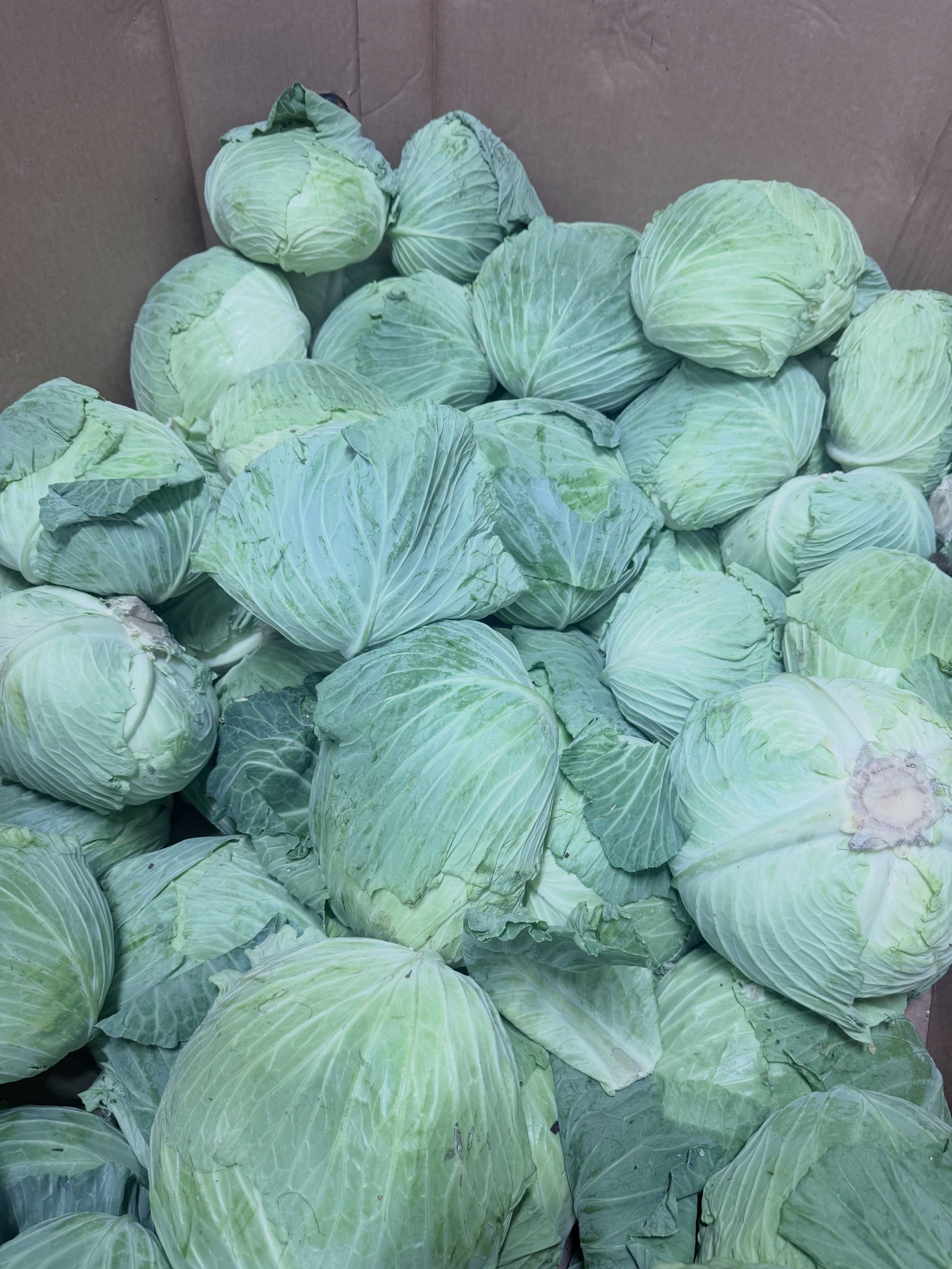 Straight from the farm to your table 🥬 Fresh Taiwan Cabbage in stock now.

#taiwancabbage #freshproduce #supportlocal #surreyfarms 

📍Farm Markets 
5180 152 street 
4981 King George Blvd 
(Open daily 9am to 6pm)