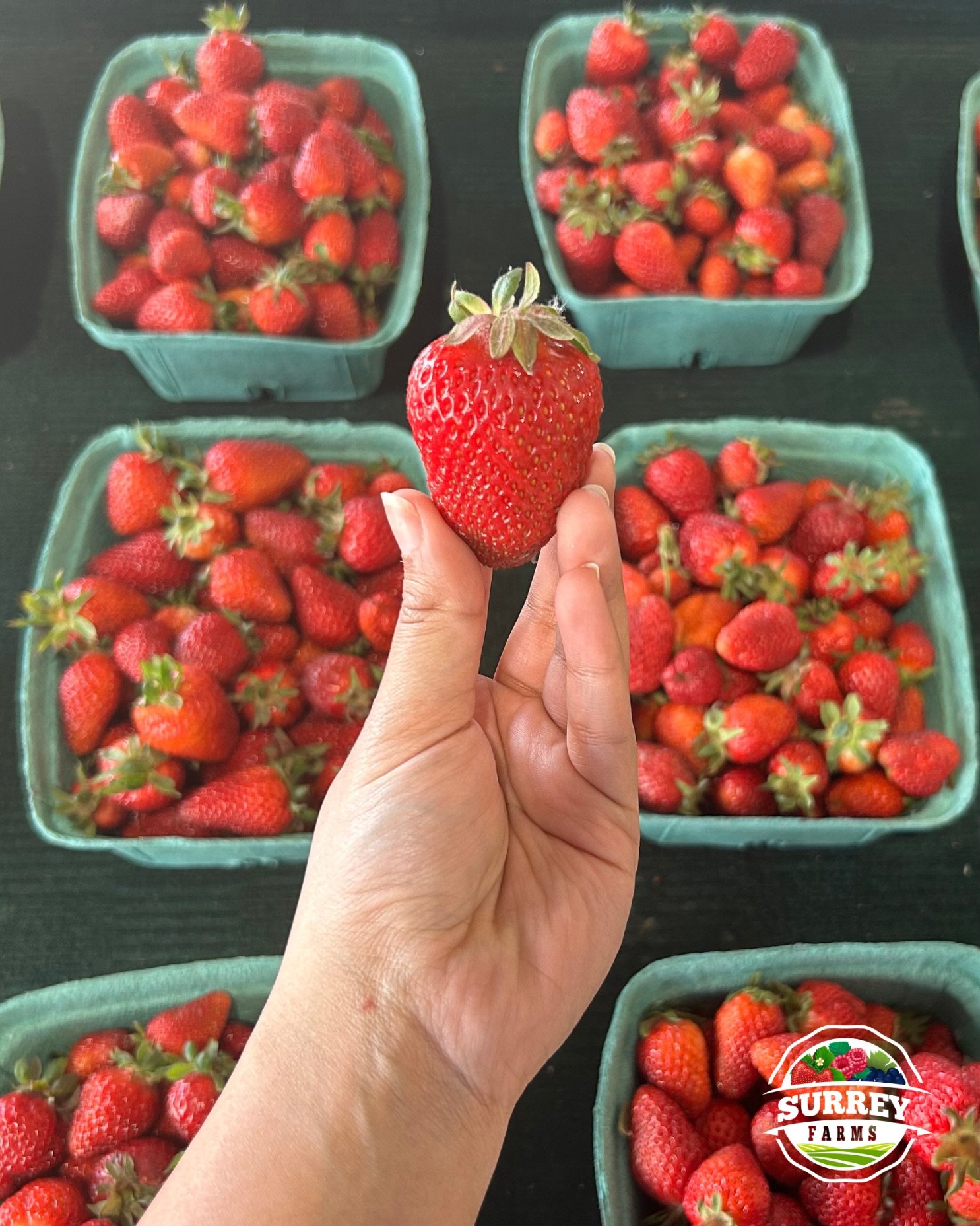 Big, juicy strawberries straight from the fields🍓

📍Farm Markets:
5180 152 Street
4981 King George Blvd
(Open daily 9am to 6pm)

#surreyfarms #strawberries #bcstrawberries #farmmarket #supportlocal