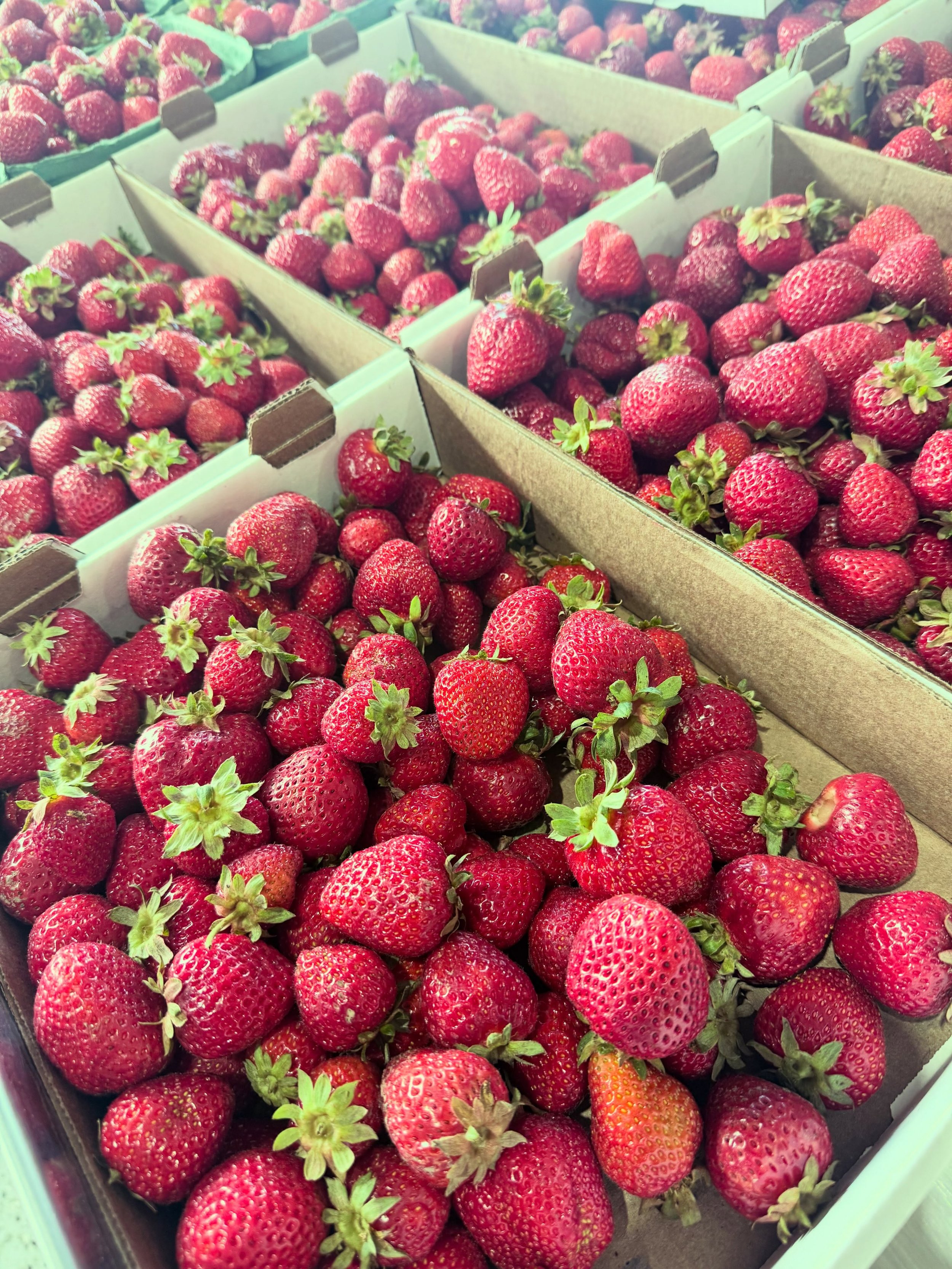 🍓 SECOND CROP STRAWBERRIES ARE HERE! 🍓❤️

Our second crop is ready, and we have LOTS of sweet, fresh strawberries waiting for you! 😍🍓

✨ U-PICK AVAILABLE!
Come enjoy picking your own fresh strawberries with family and friends. 🌿
Or, if you&rsquo