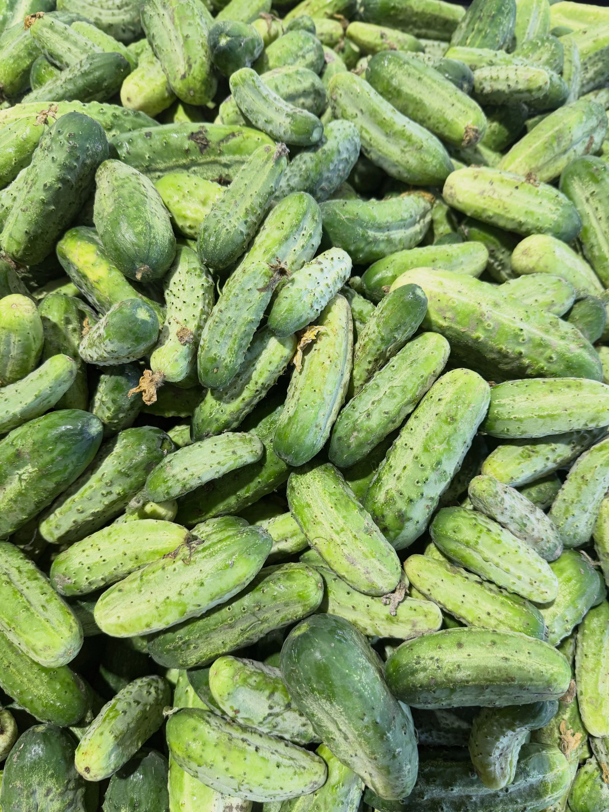 Fresh Pickling Cucumbers 🥒🌿
Crisp, fresh, and ready for your favorite pickles!
Only $0.99/LB 💚

#pickling cucumbers #freshcucumbers🥒 #farmfresh #freshfromthefield #surreyfarm 

📍Farm Markets
5180 152street 
4981 King George Blvd
(Open daily 9am 